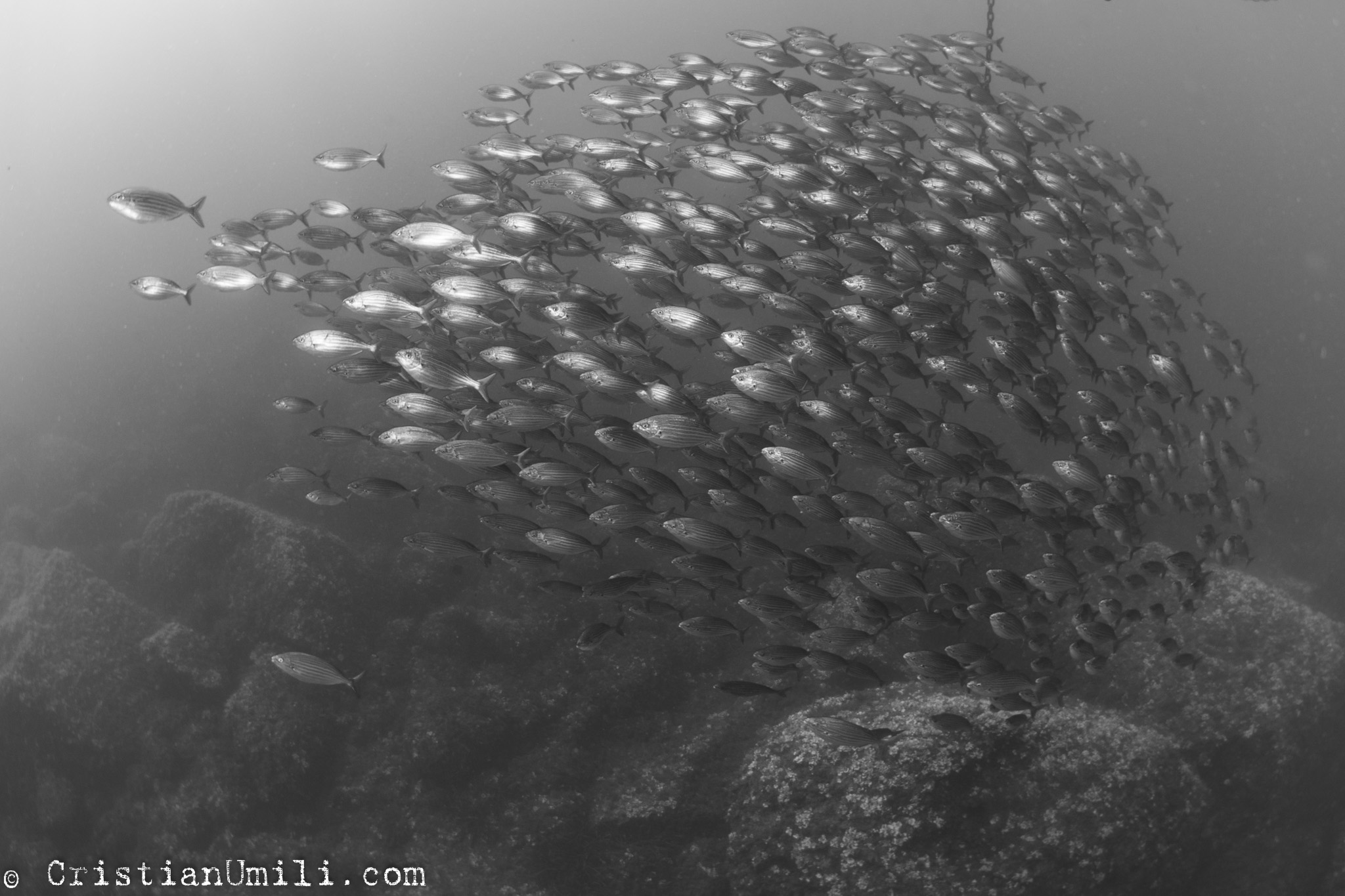 Salpe's pack in Portofino