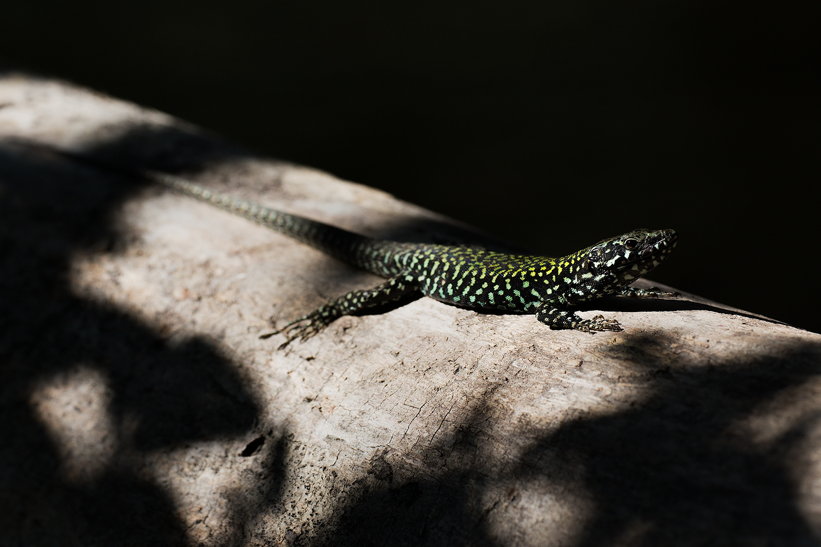 Lucertola (Podarcis muralis)