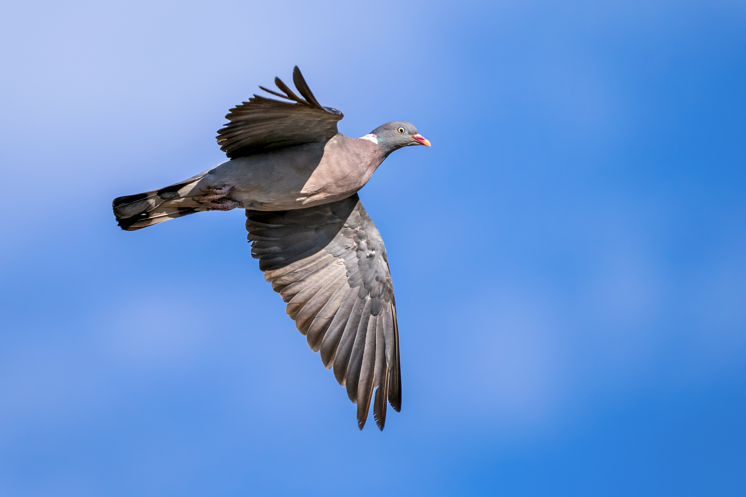 Dove