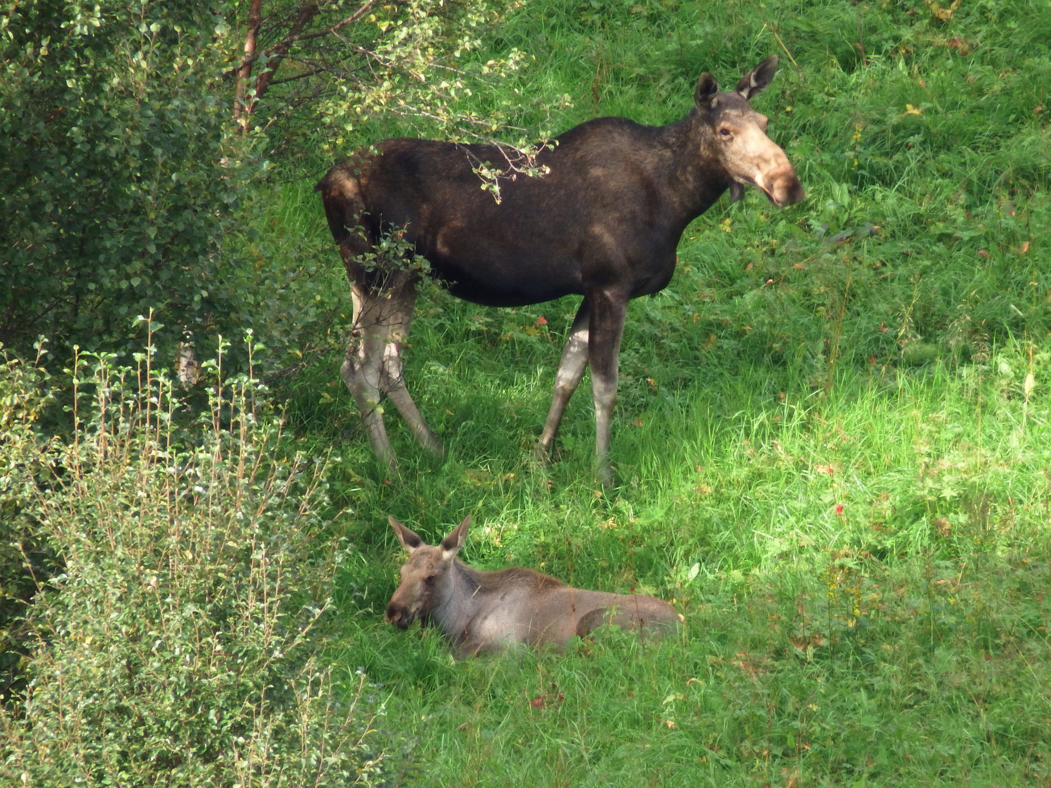 Mamma alce e cucciolo