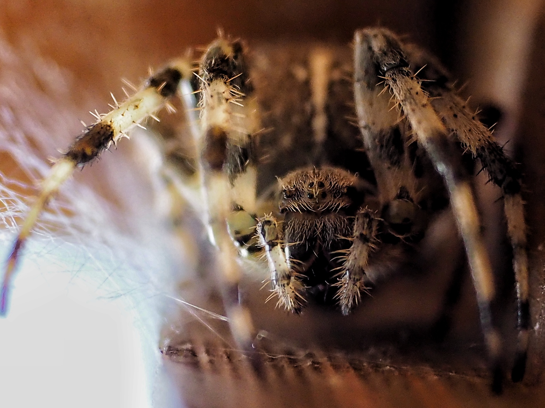 Nella tana del Ragno croce