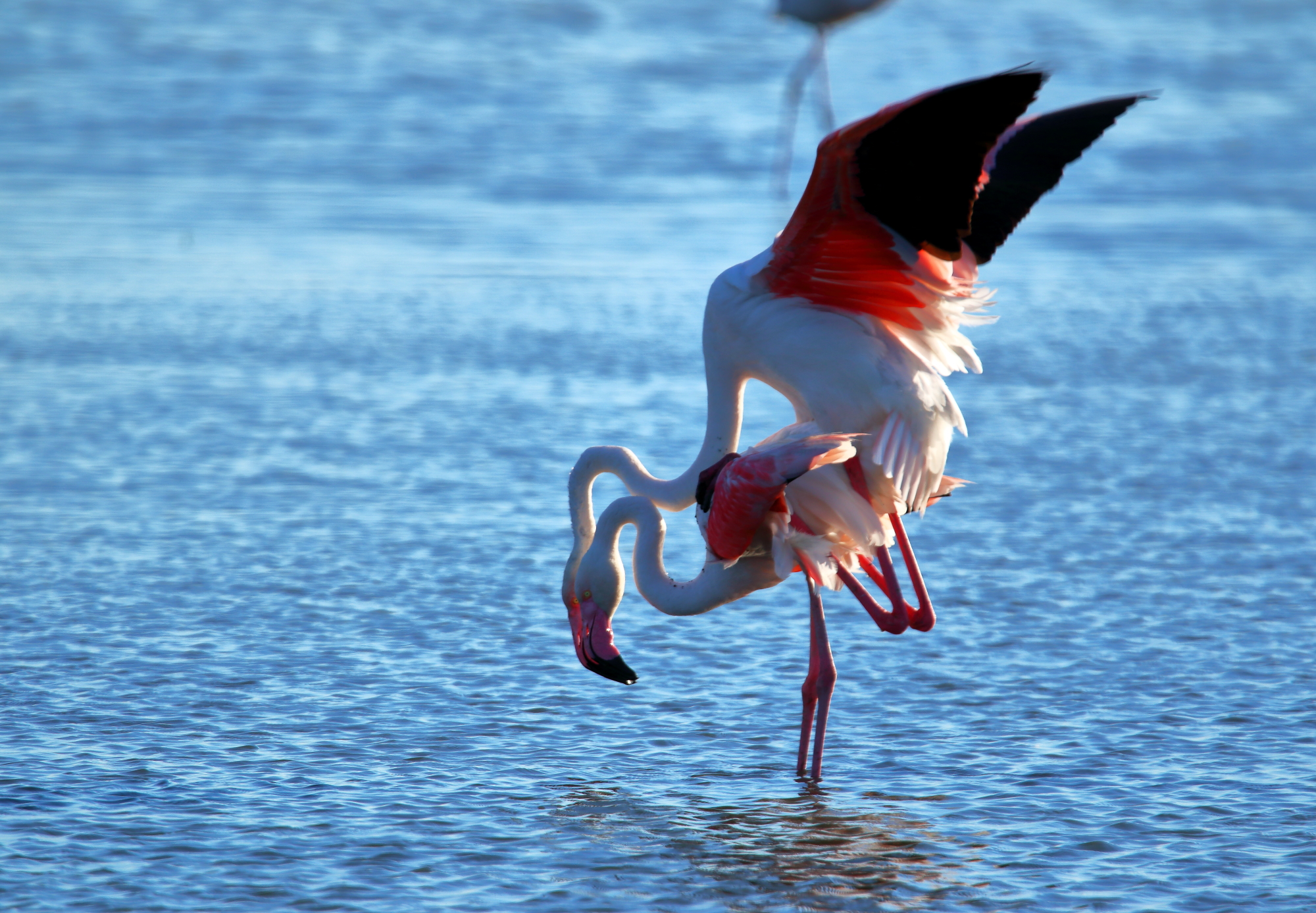 fenicotteri in accoppiamento.