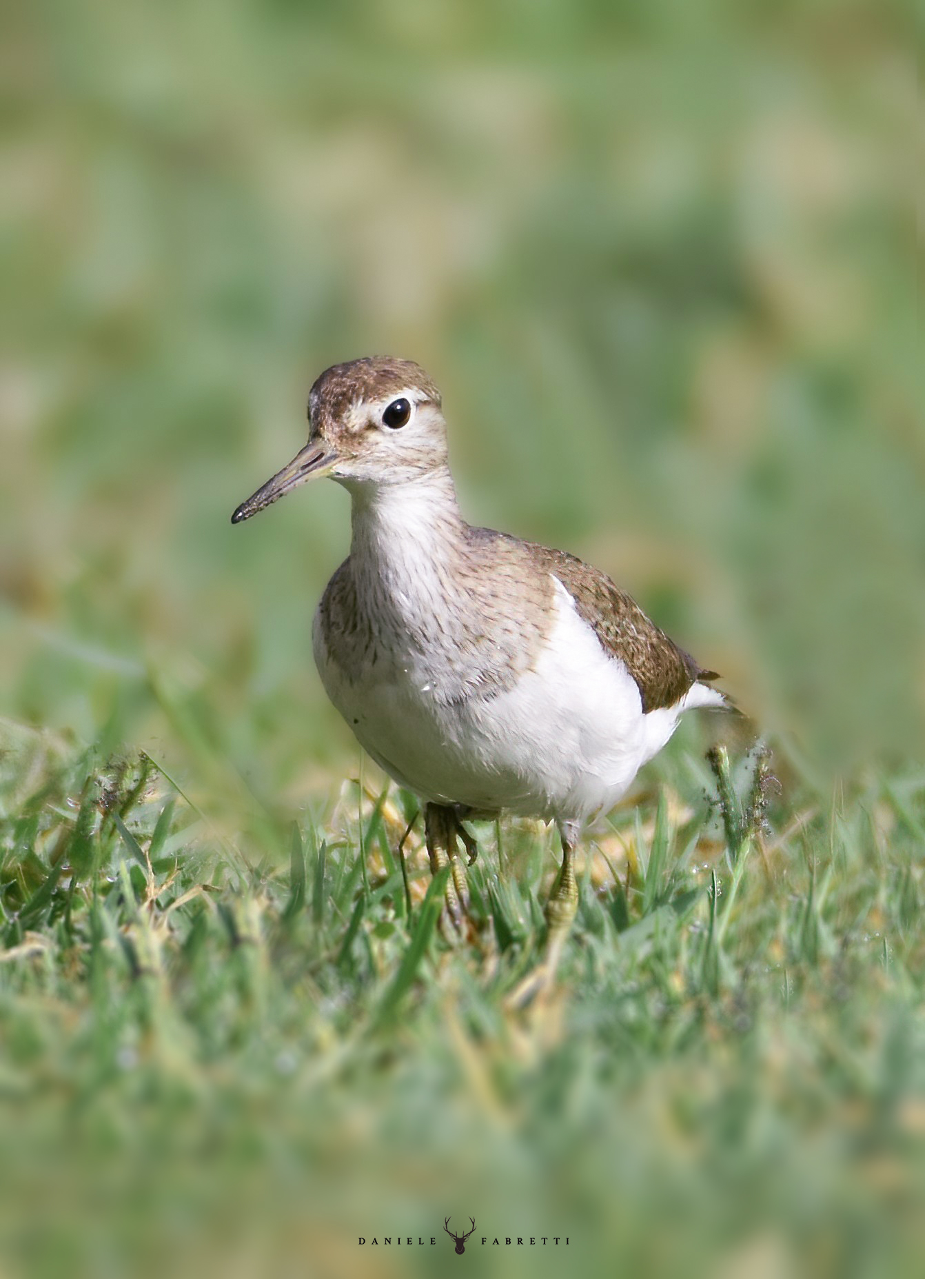 Little Pyro on Lake Mezzano