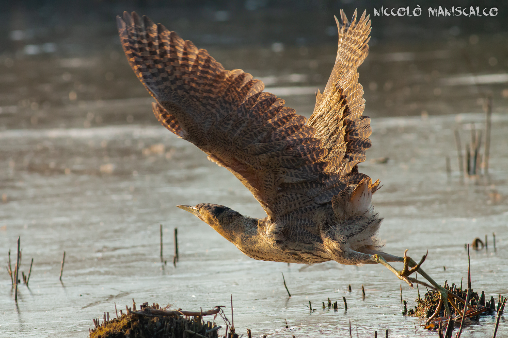 Maestosità nel decollo