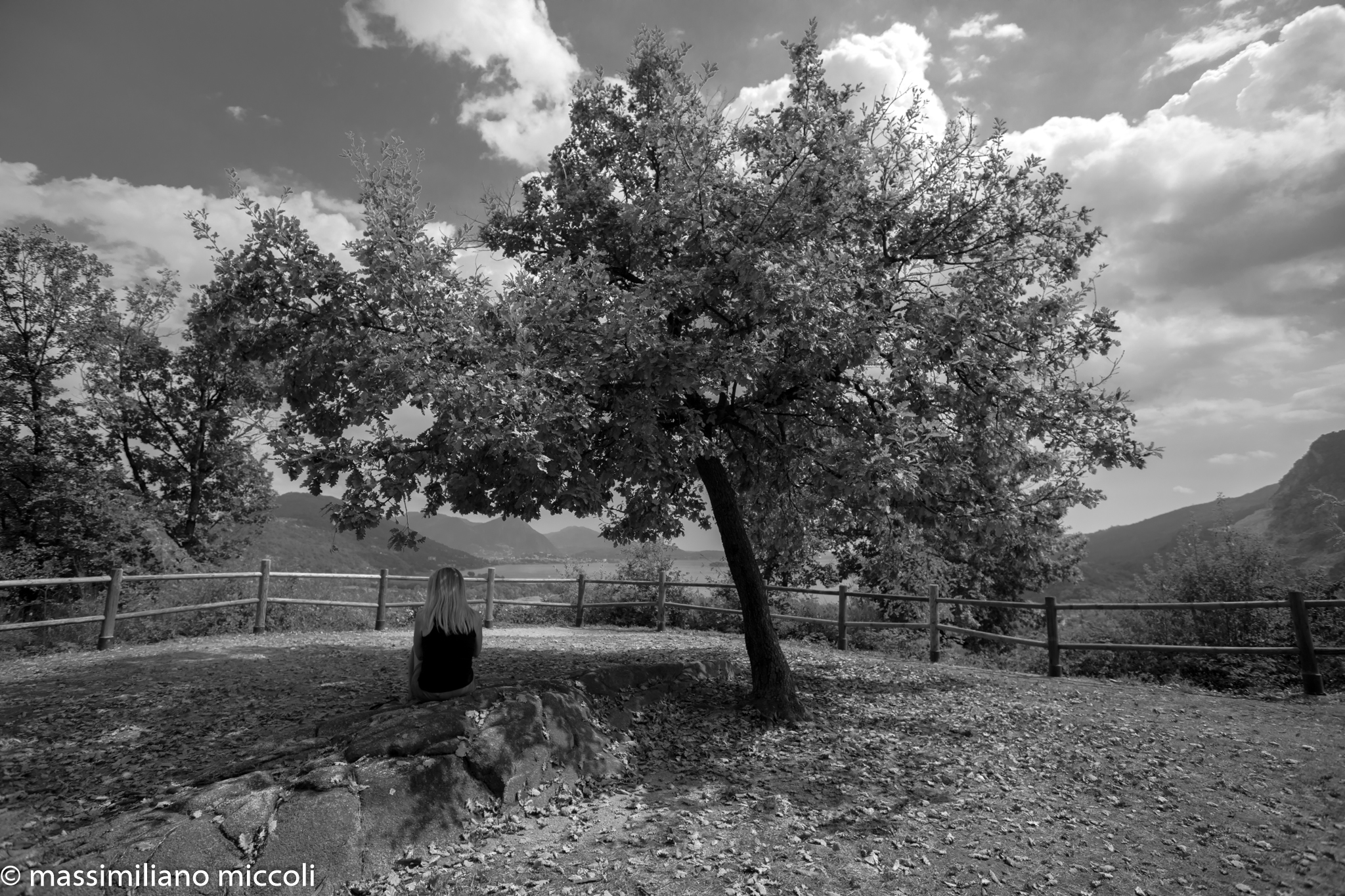 The tree of meditation.