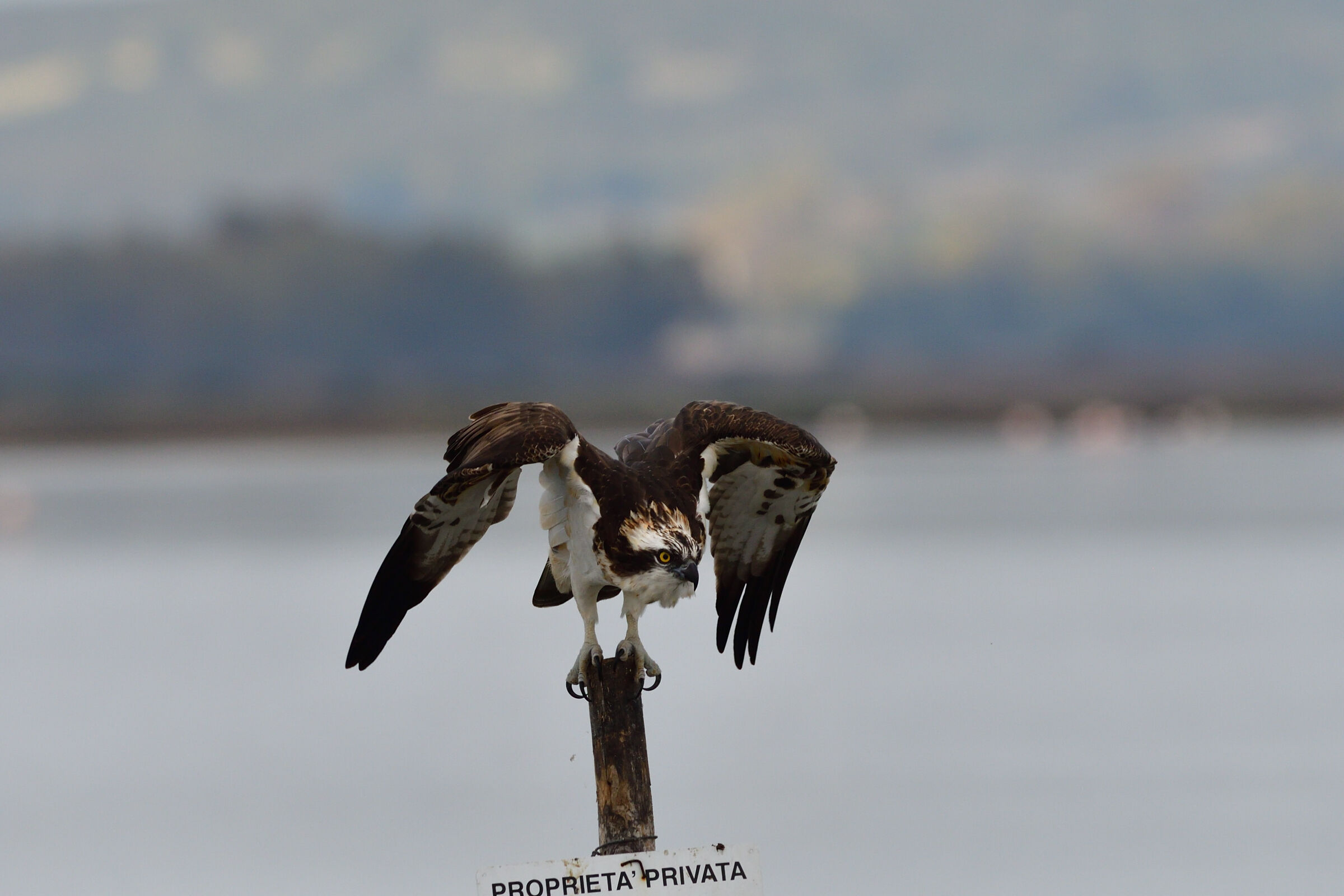 Falco pescatore