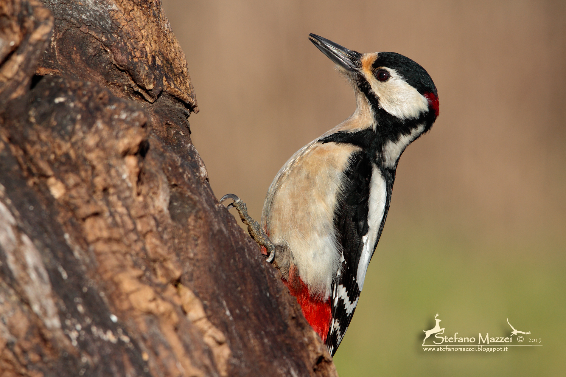 Picchio Rosso statuario ...