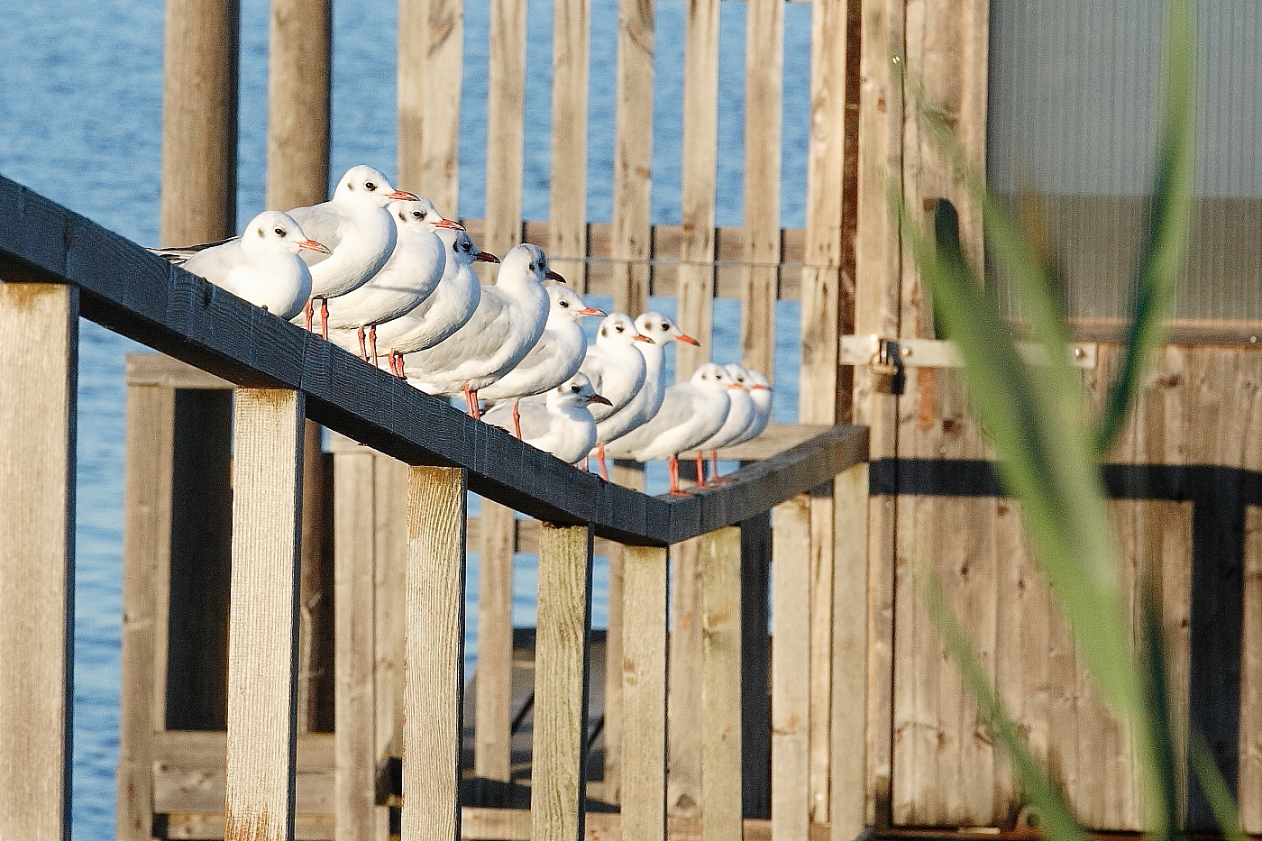 Gathering in the Po Delta