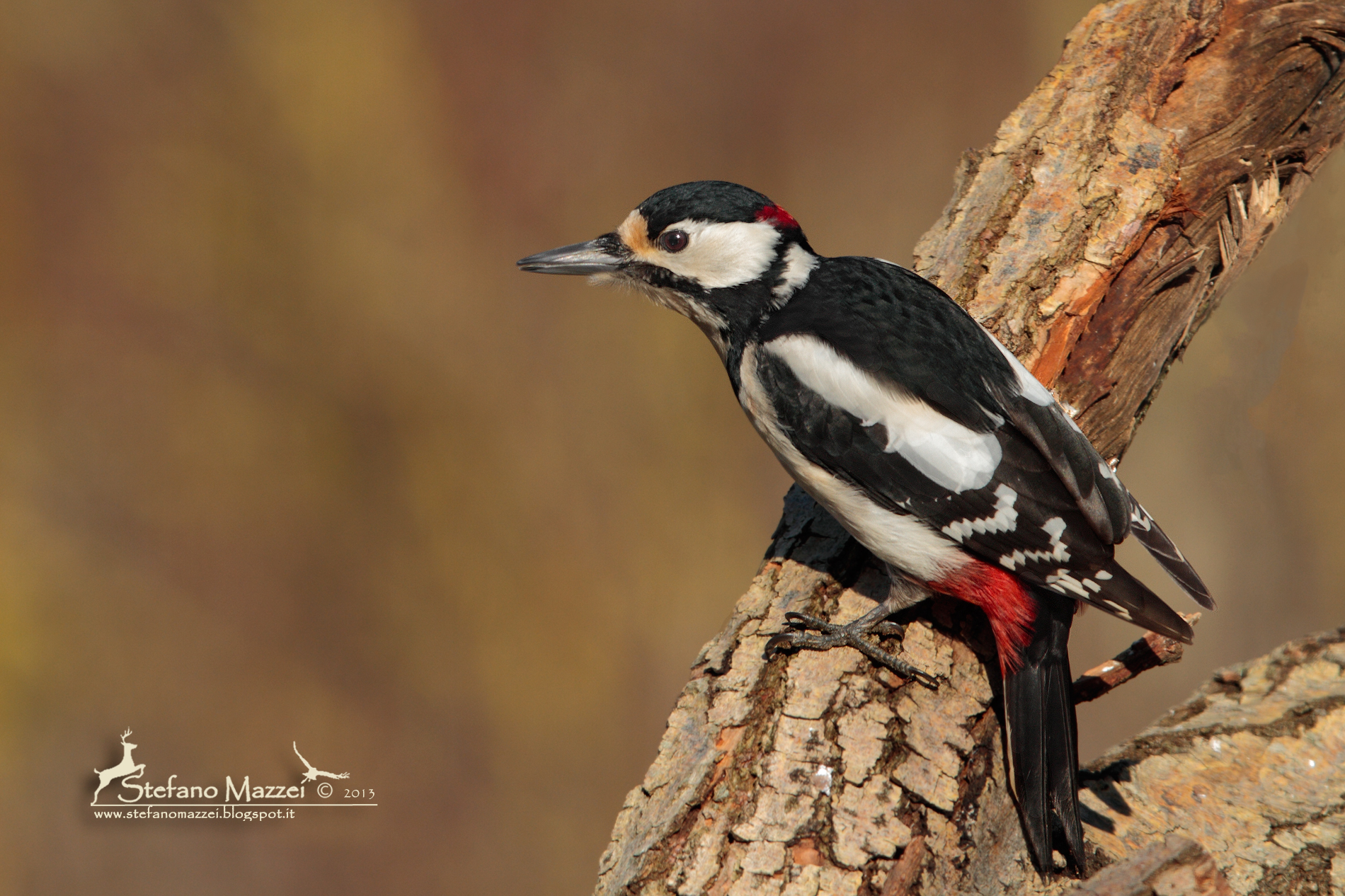Picchio Rosso Maggiore ...