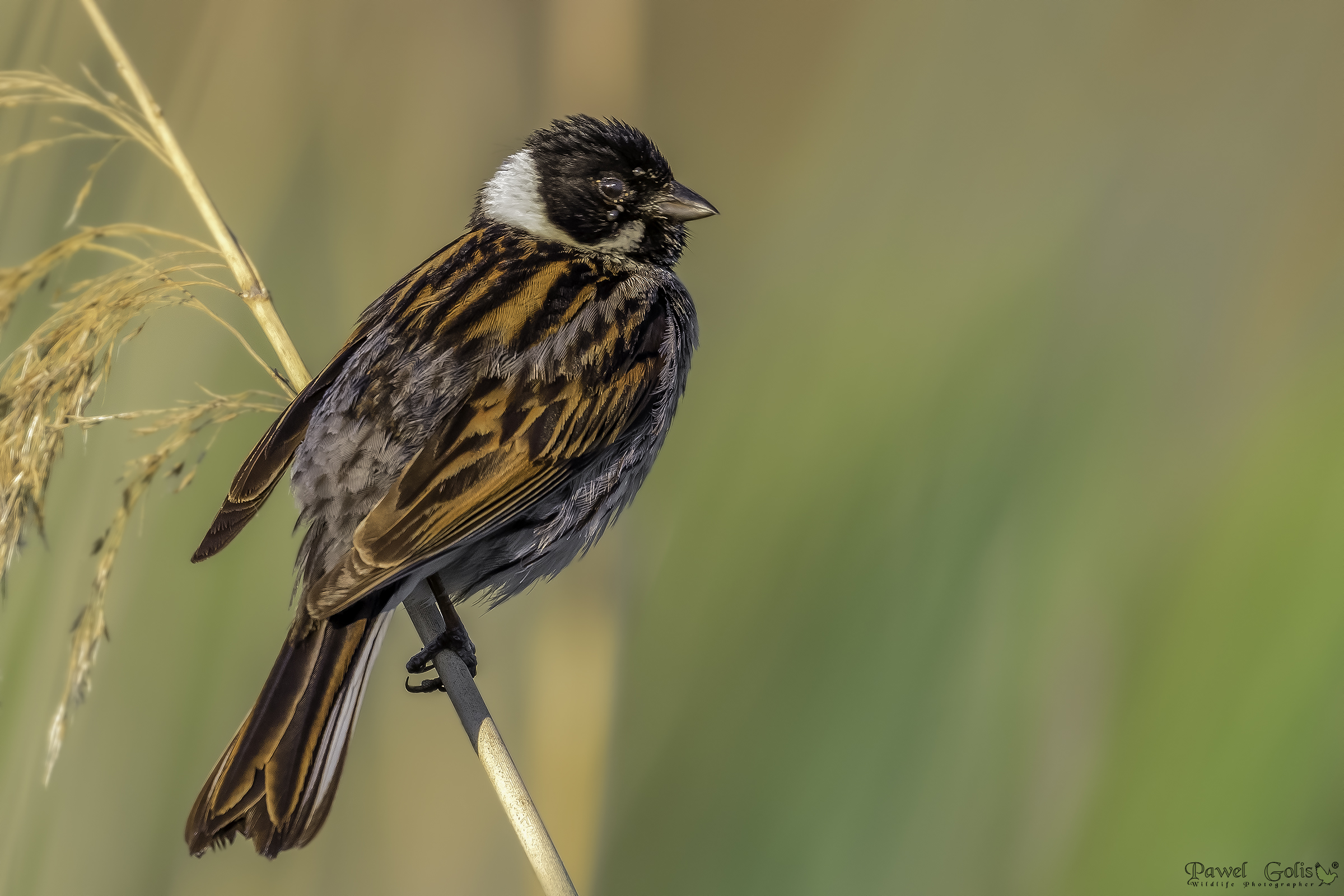 Bunting di canna comune (Emberiza schoeniclus)