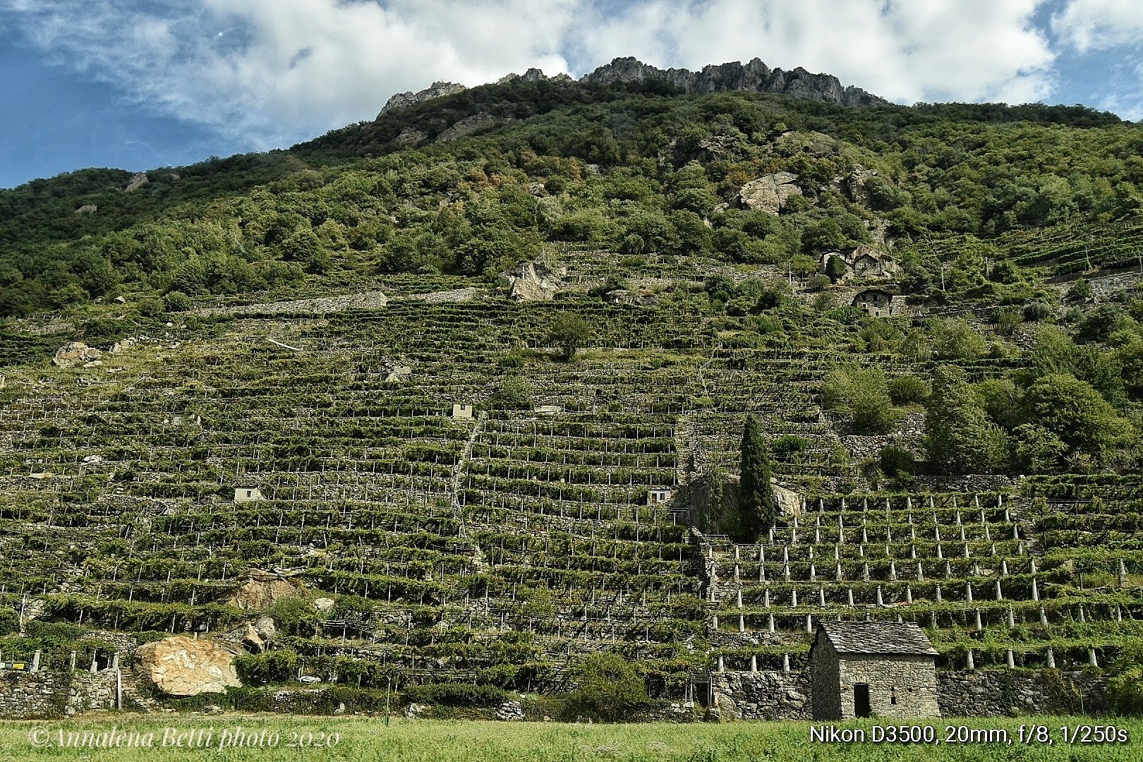 Vineyards in Valle D'Aosta