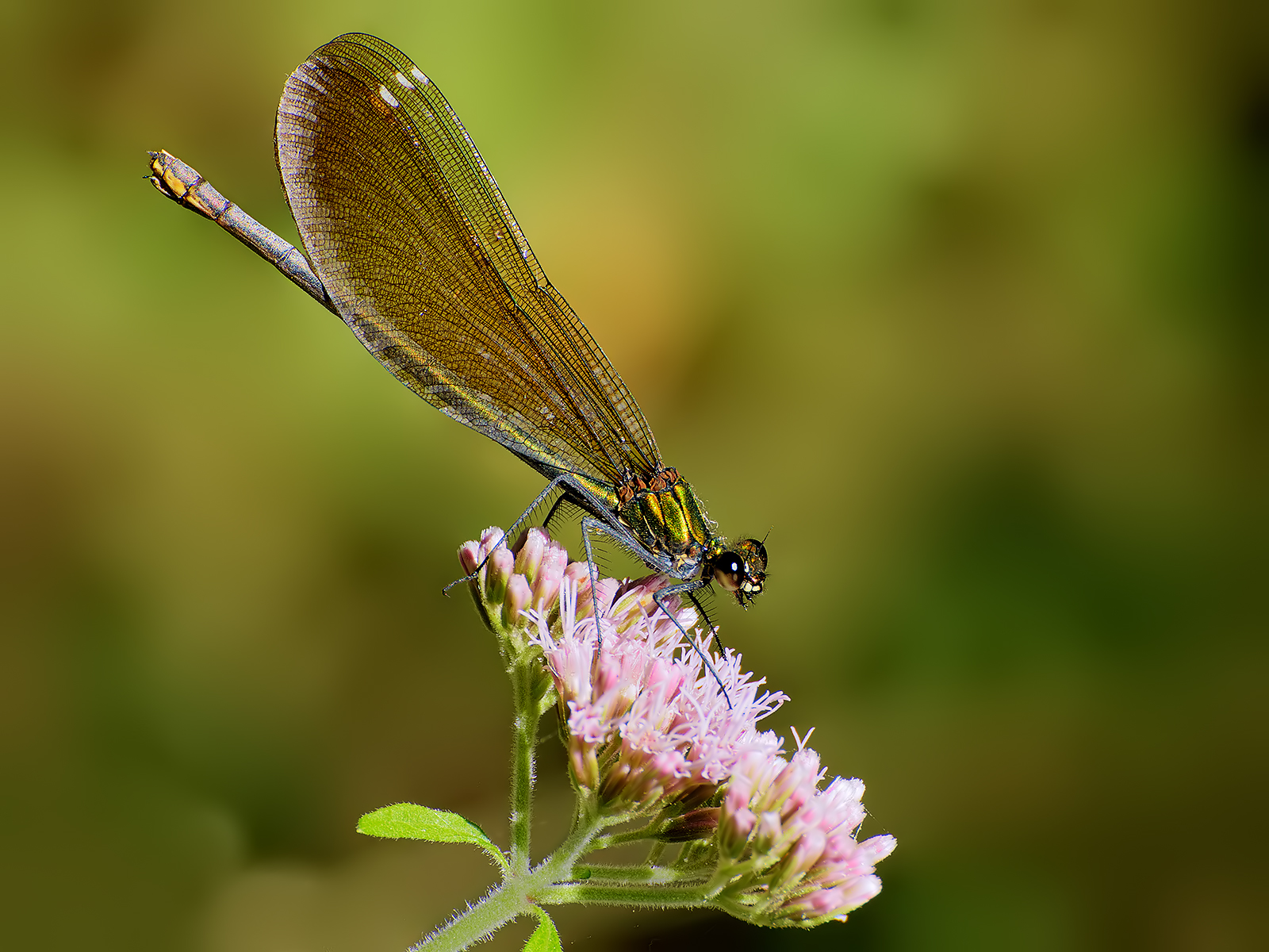 Smell (Calopteryx female virgo).