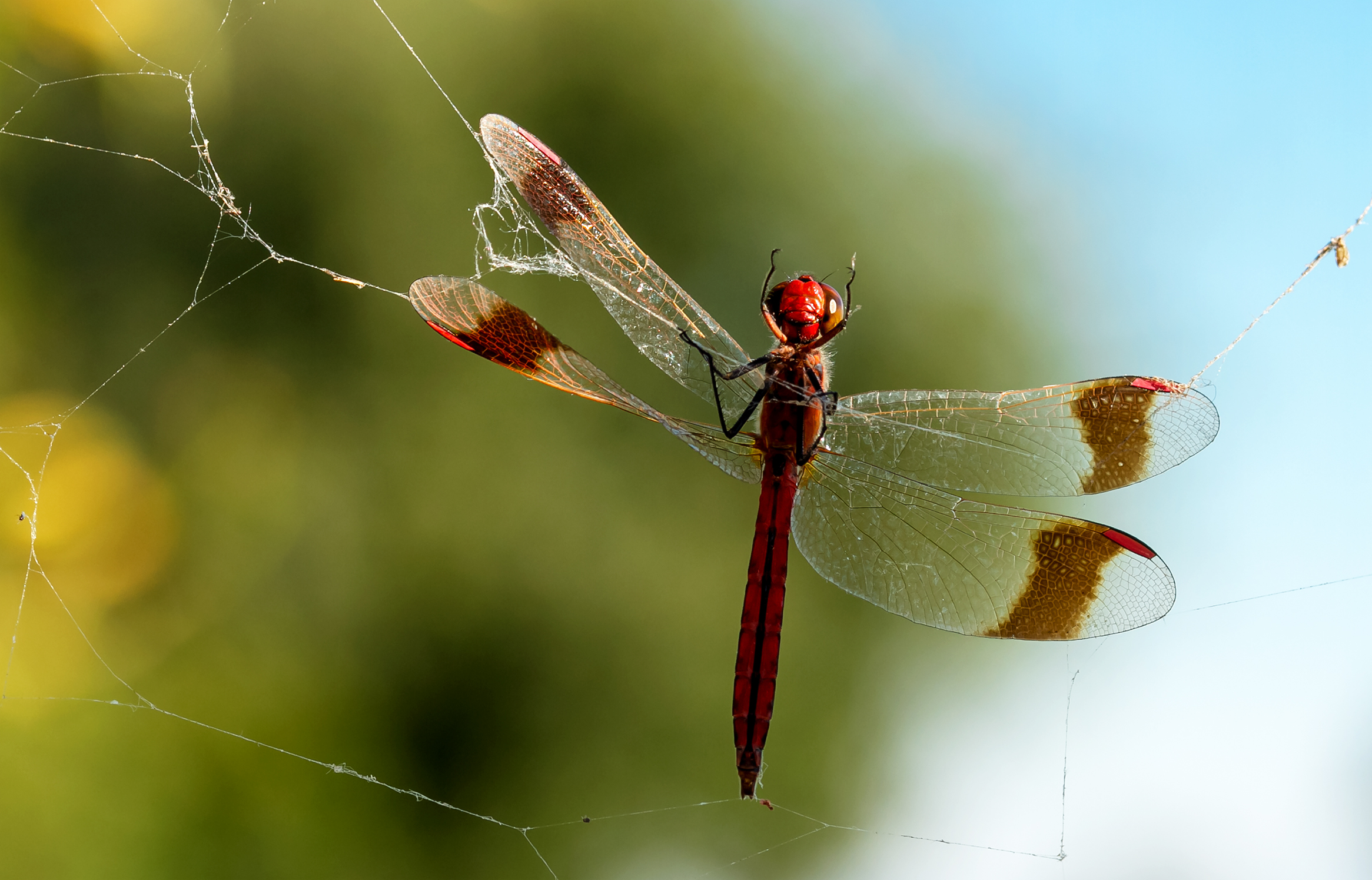 prigioniera di una ragnatela