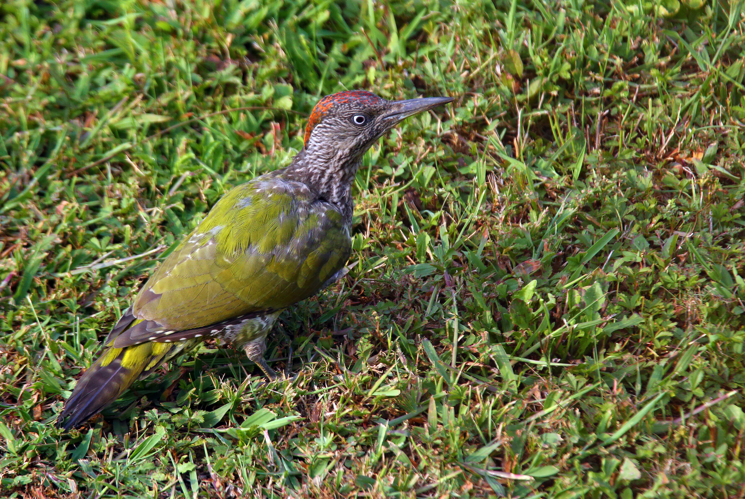 green juv