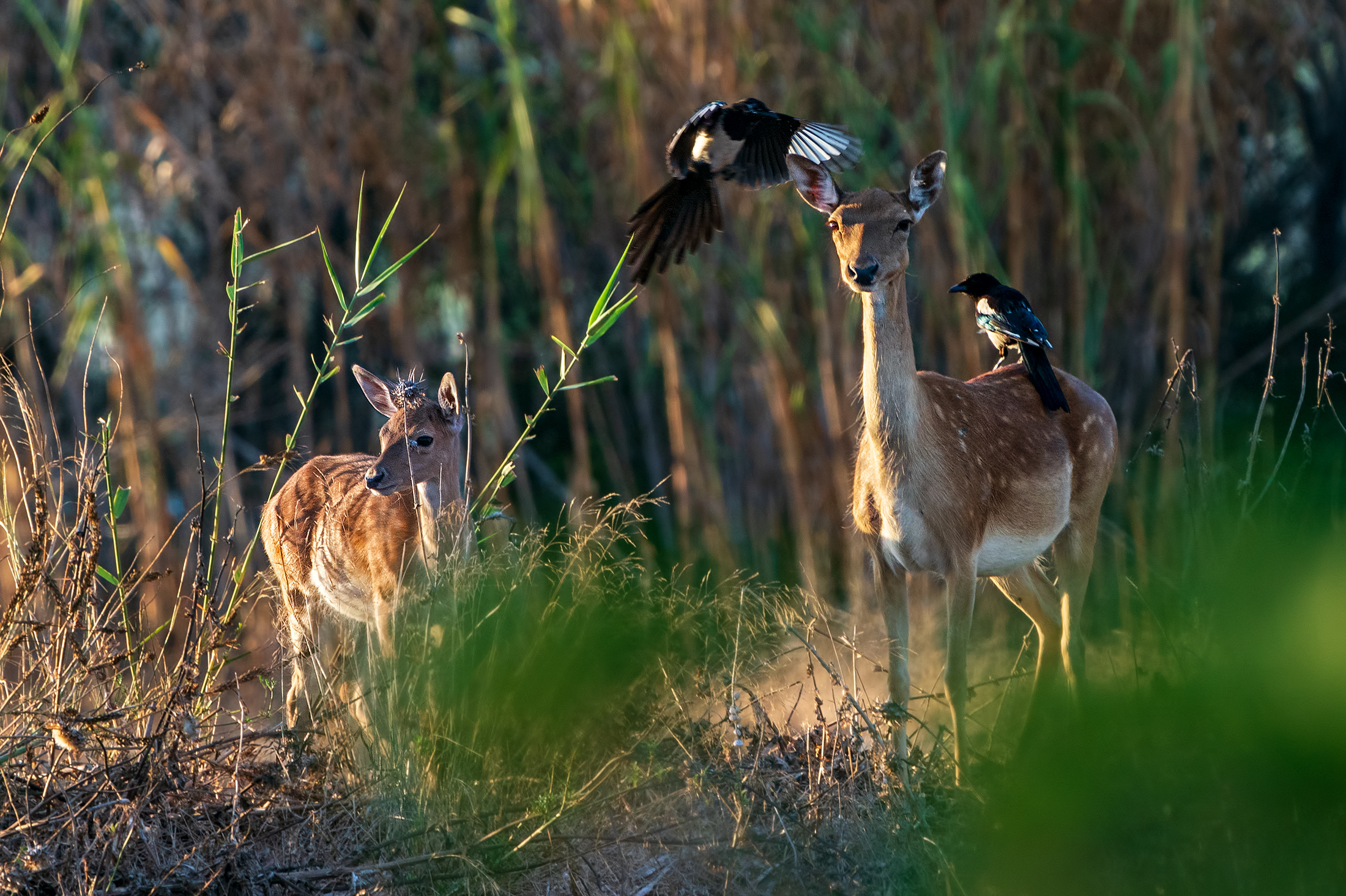The deer and magpies