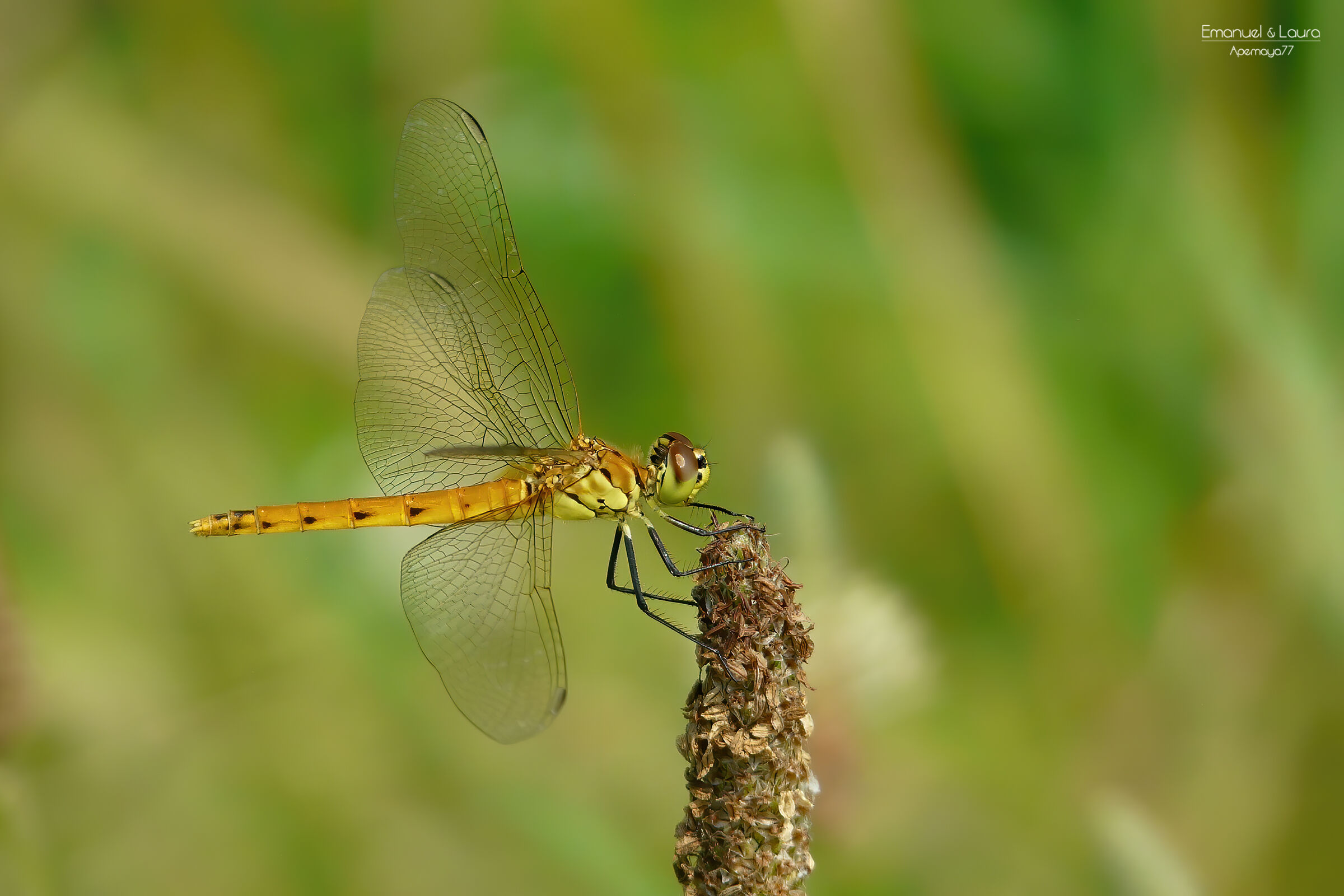 Dragonfly