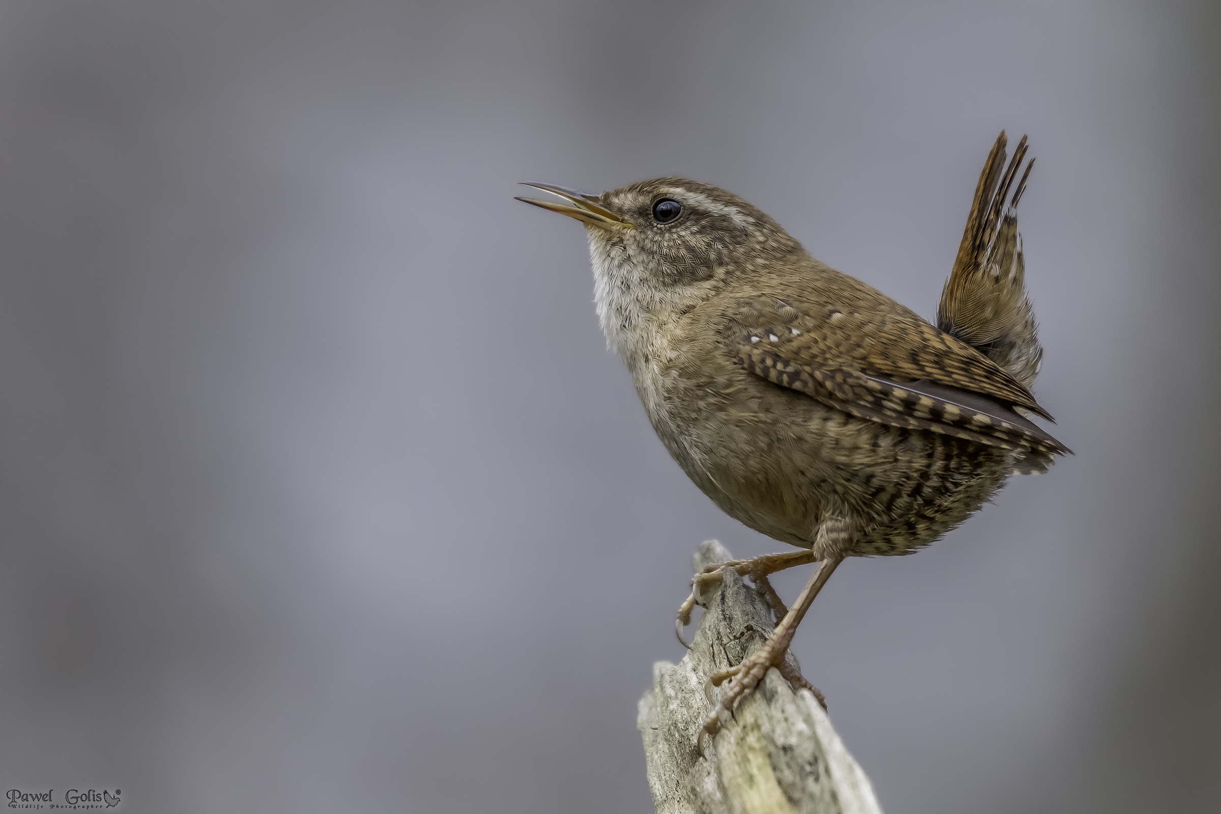 Ppa eurasiatica ( Trogloditi trogloditi)