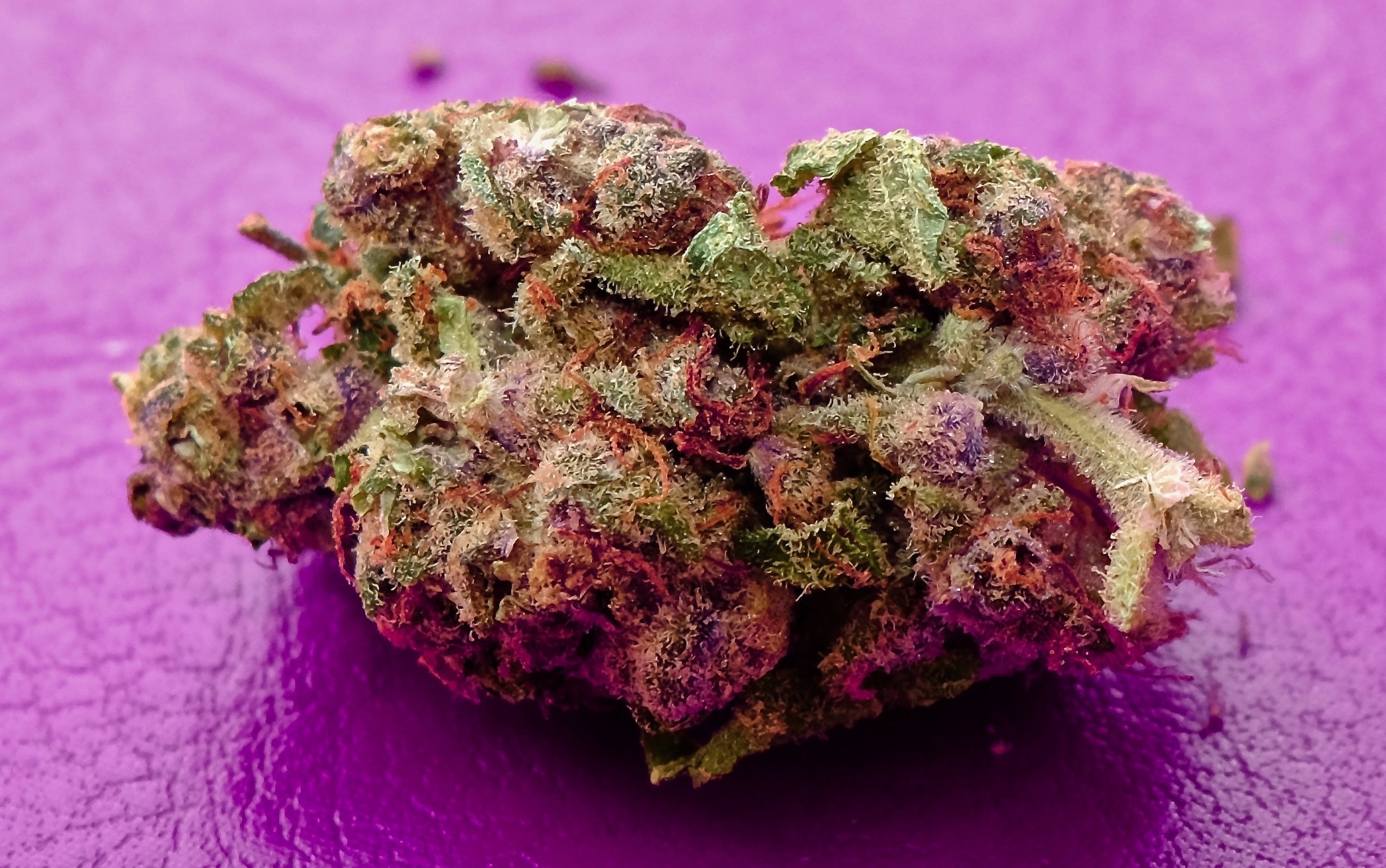 Purple Haze, New Zealand