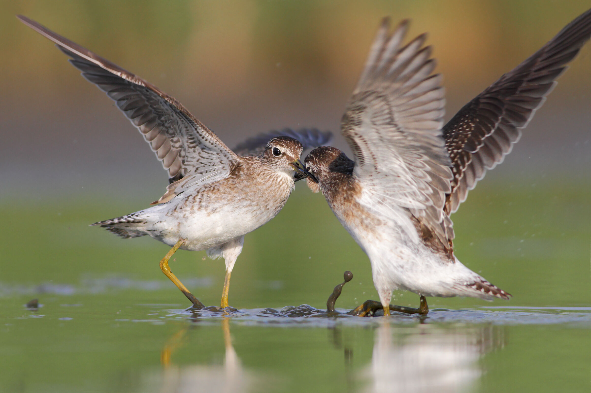 Una mattinata di legnate