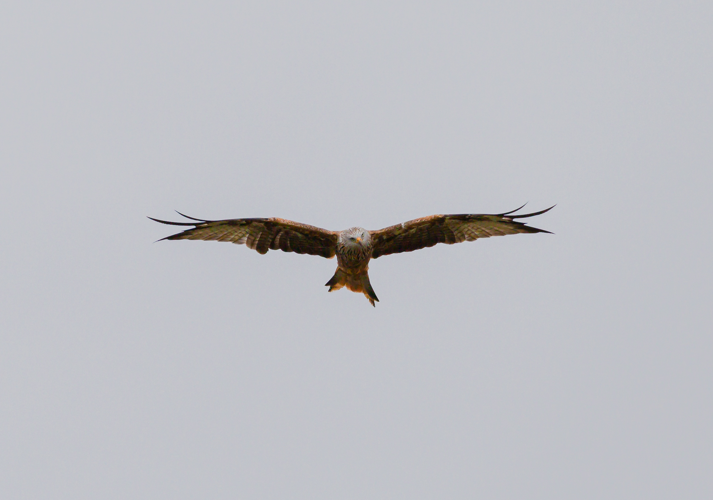 Hawk in flight