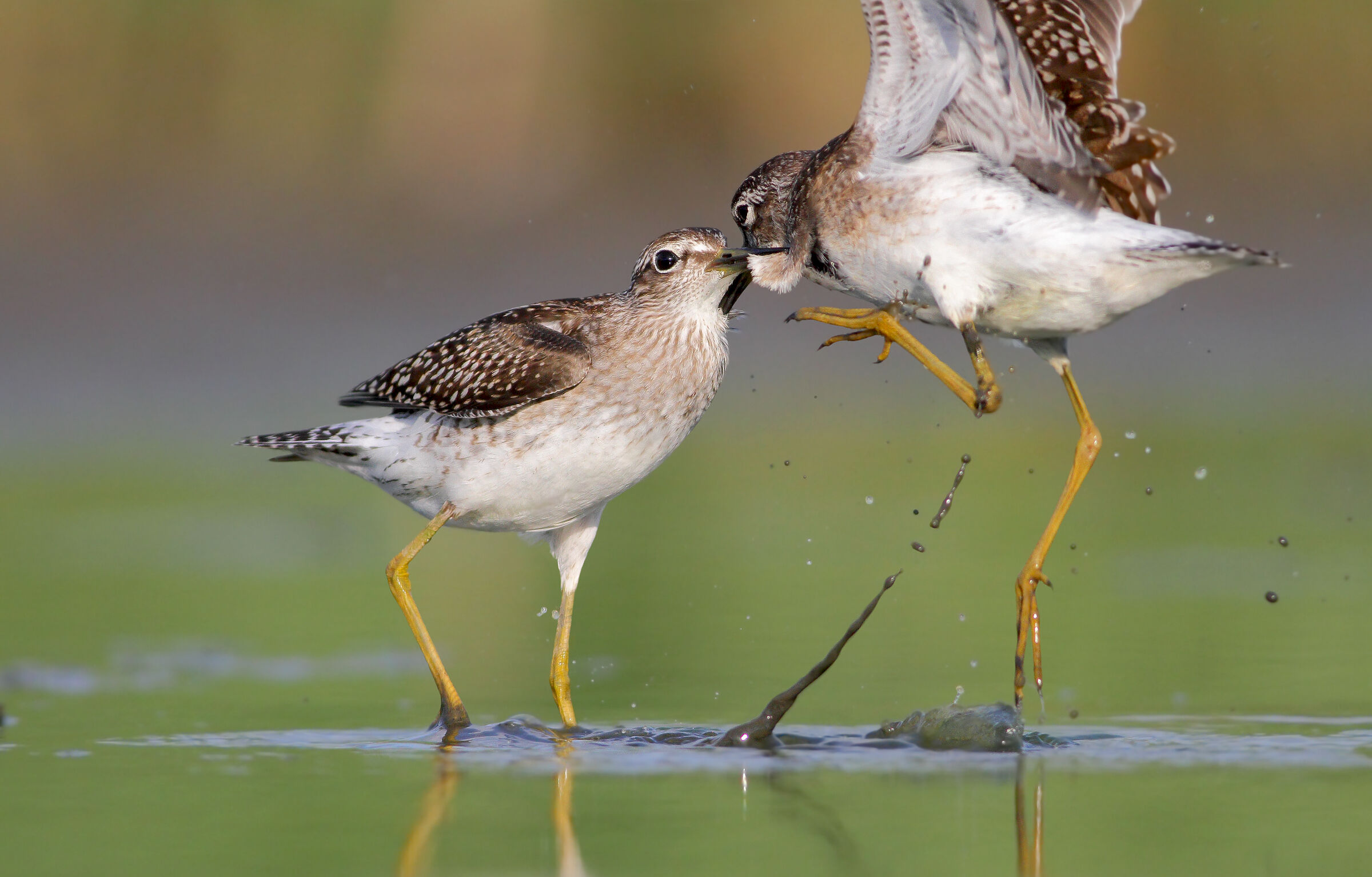 Piro piro boscherecci in lite