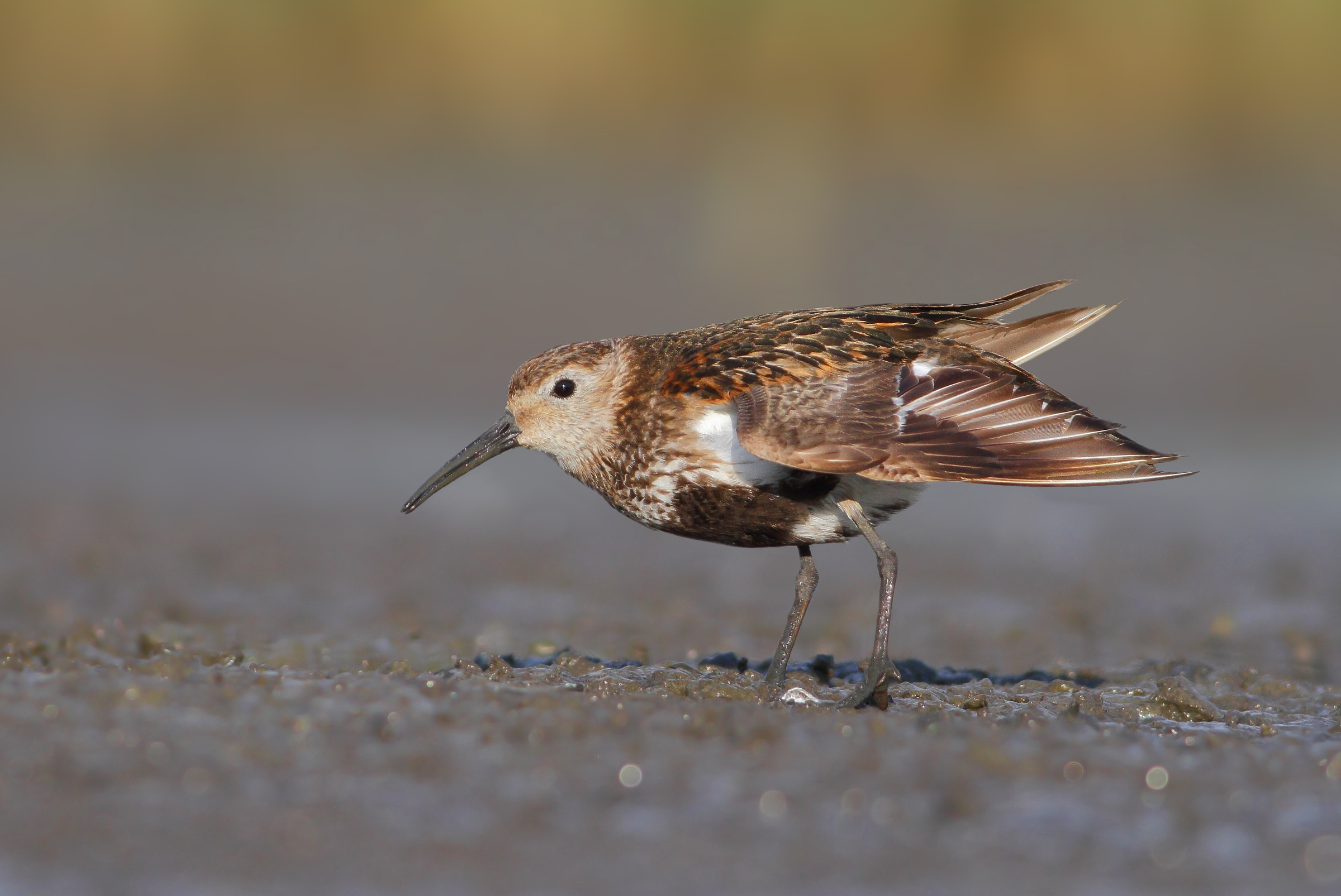 Piovanello pancianera