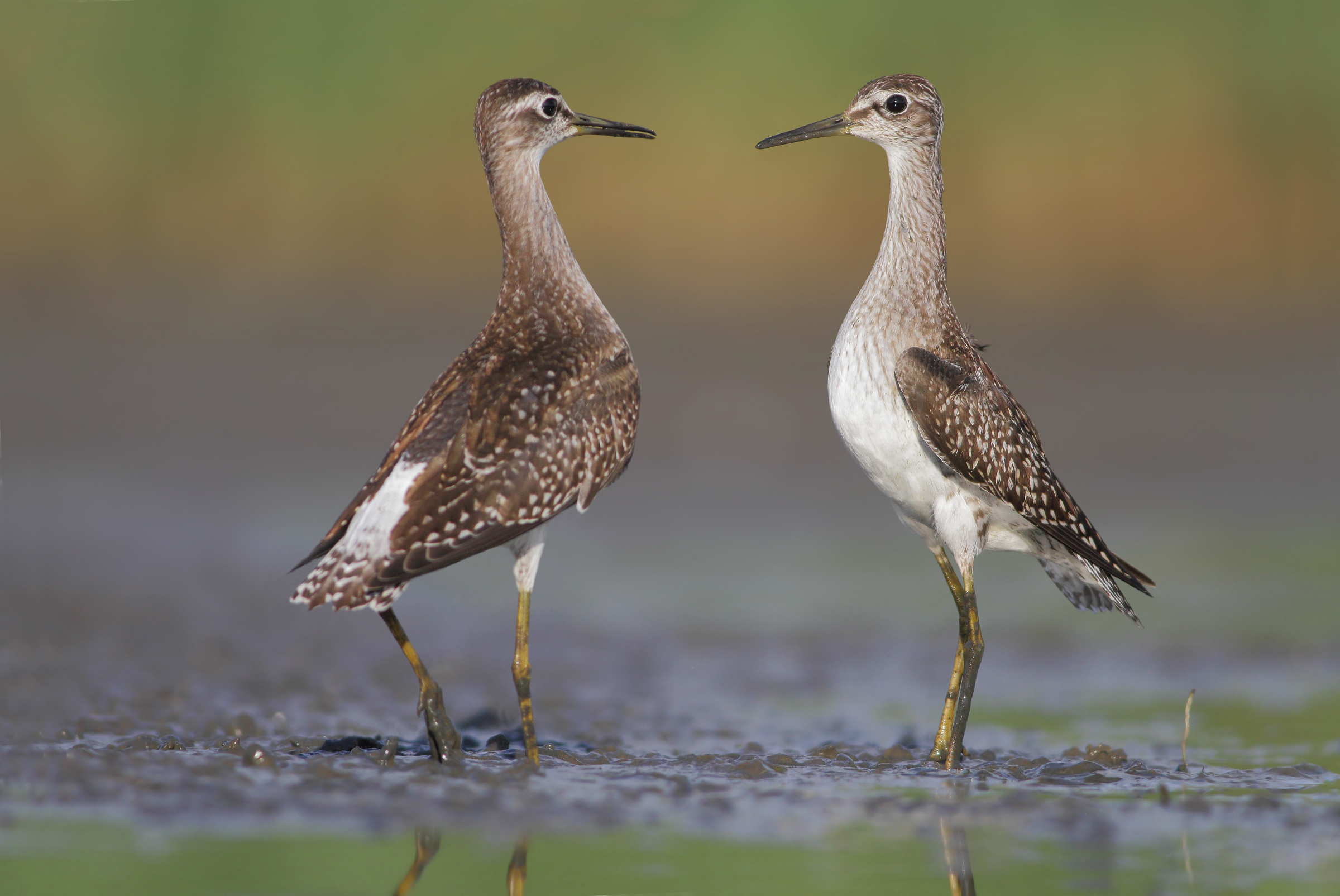 Fronteggiamento prima della lite