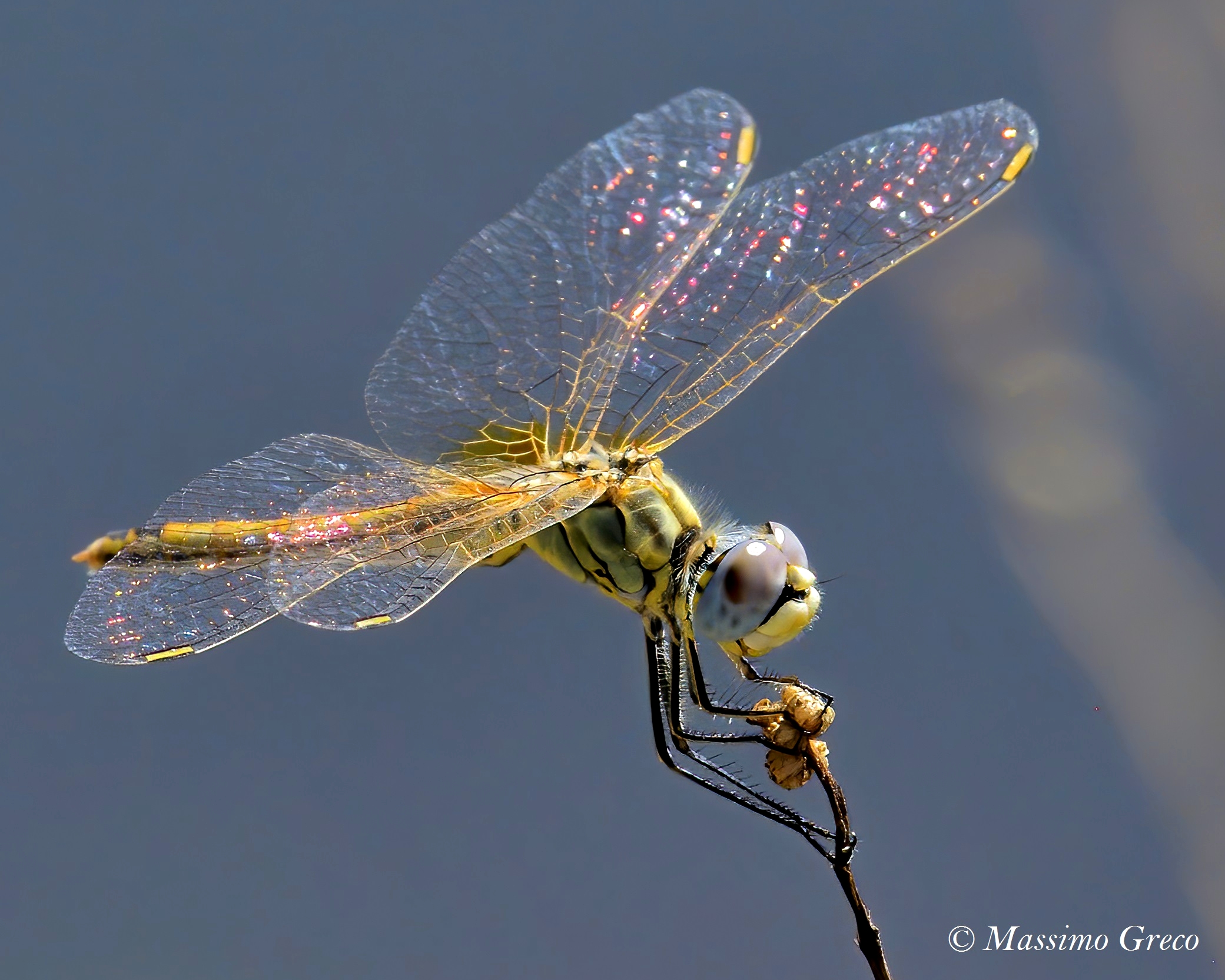 Sympetrum fonscolombii
