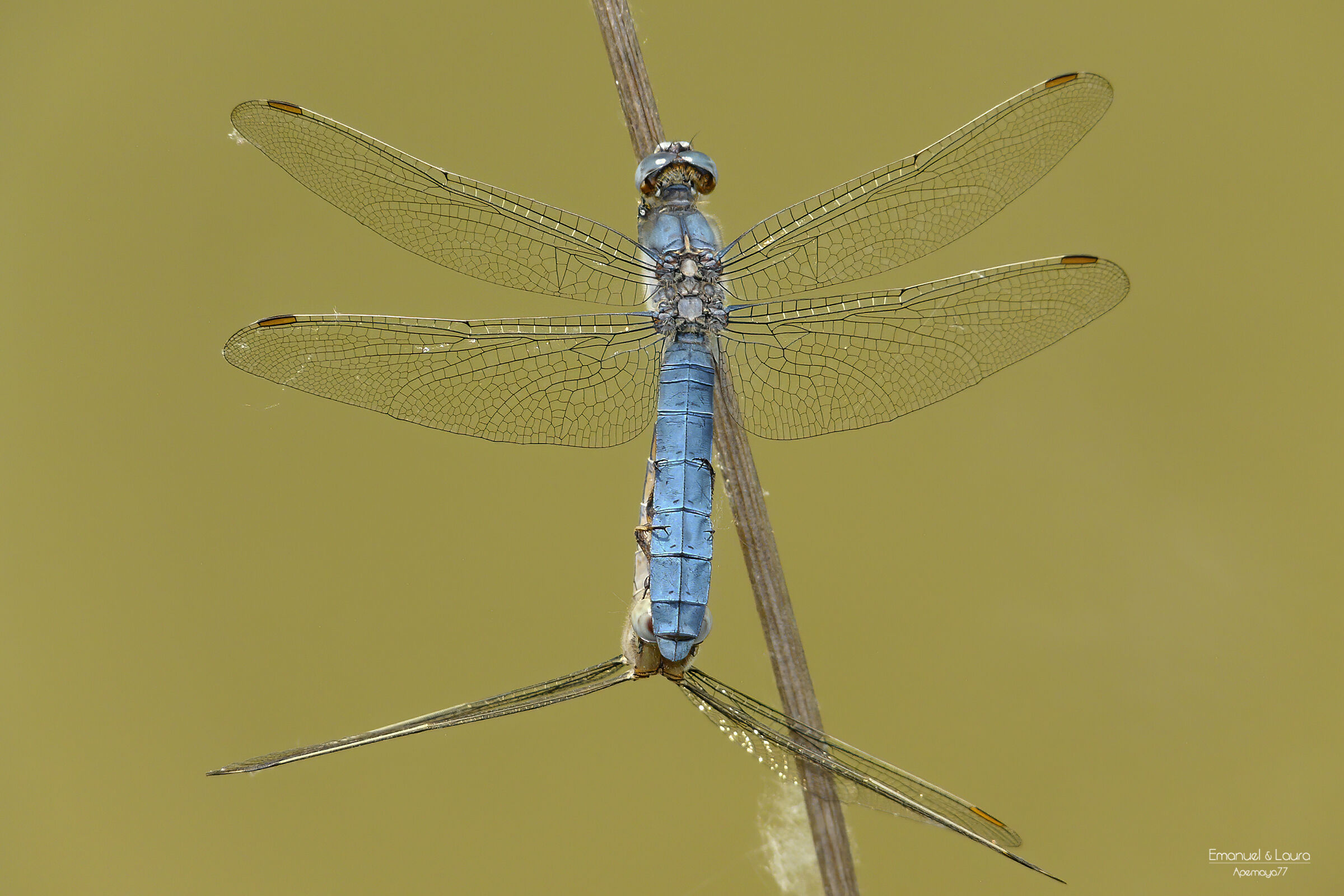 "Comanche" dragonflies