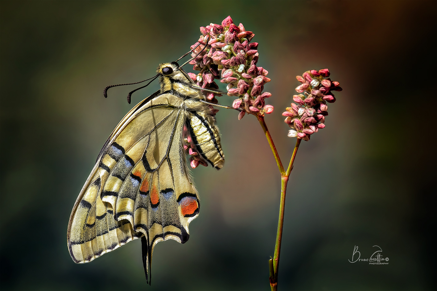 Papilio machaon