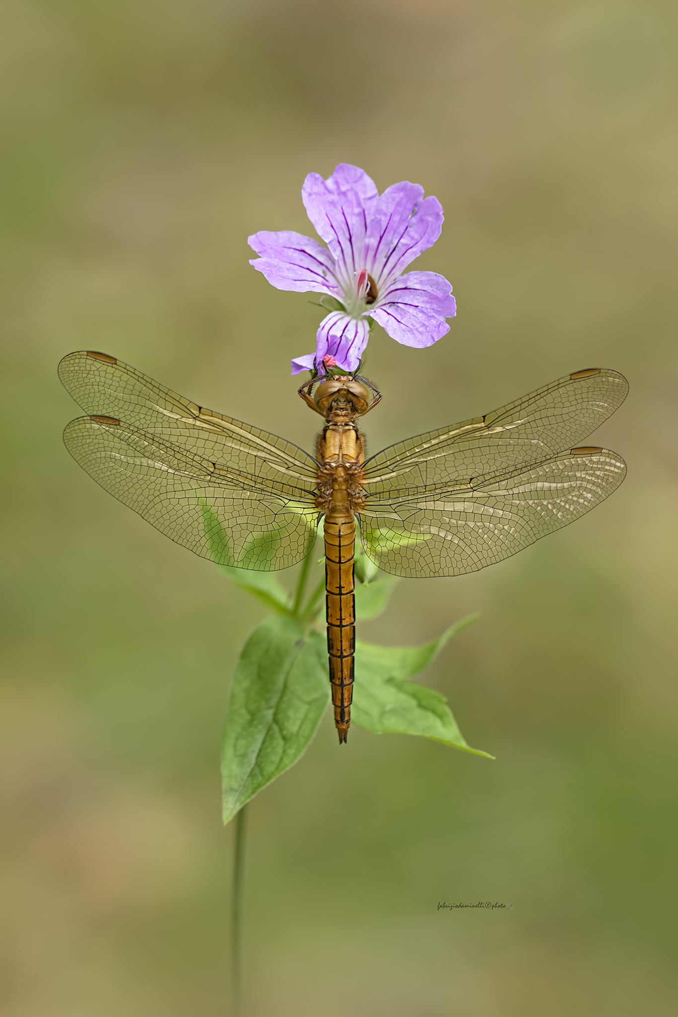 Orthetrum coerulescens -  Fabricius, 1798