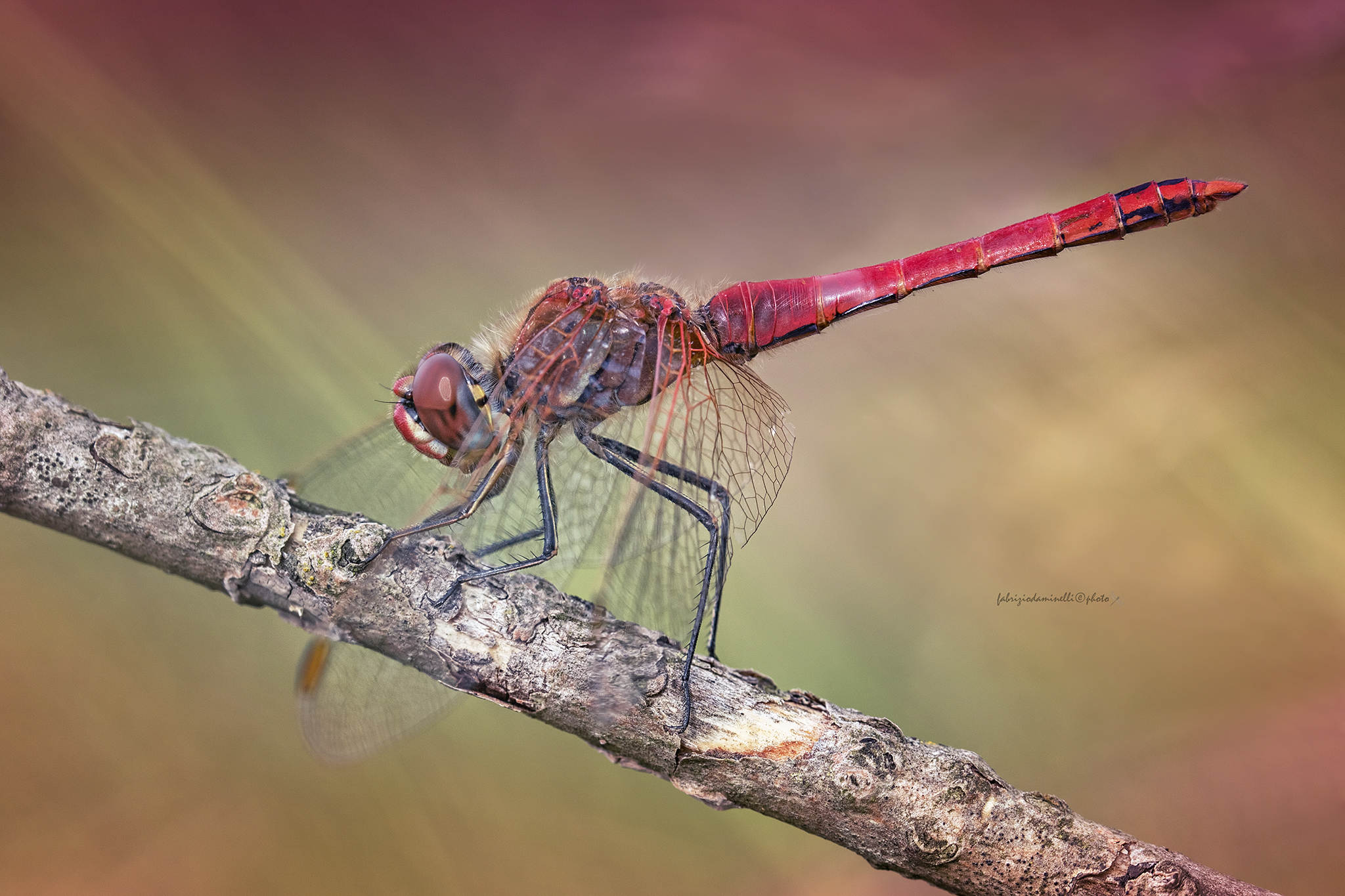 Sympetrum fonscolombii  - Selys, 1840