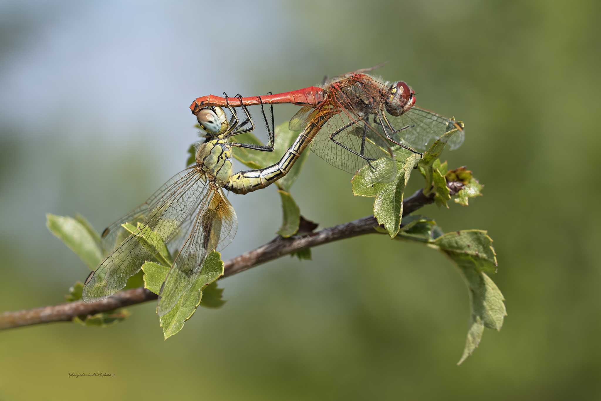 Sympetrum fonscolombii - Selys, 1840  - mating