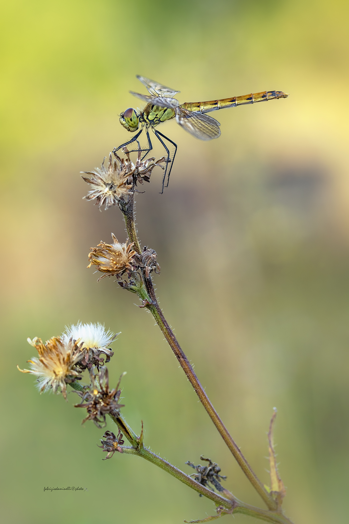 Sympetrum depressiusculum - Selys, 1841