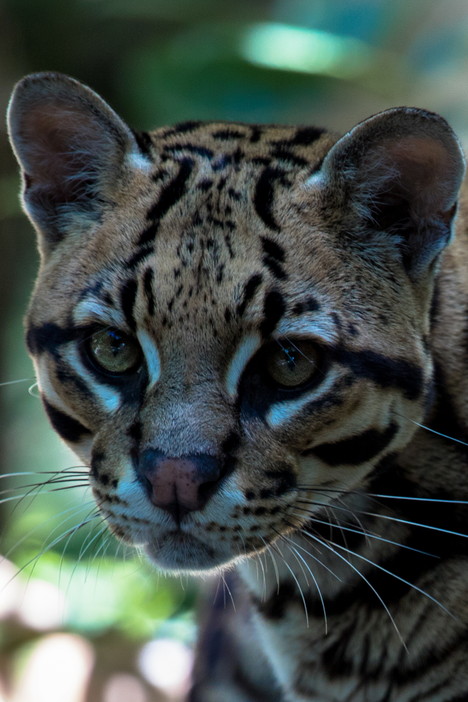 Lynx