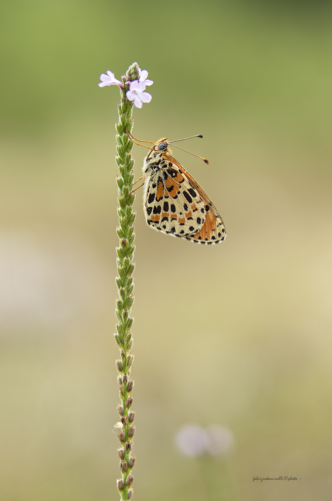 Melitaea didyma  aberrante- Esper 1778