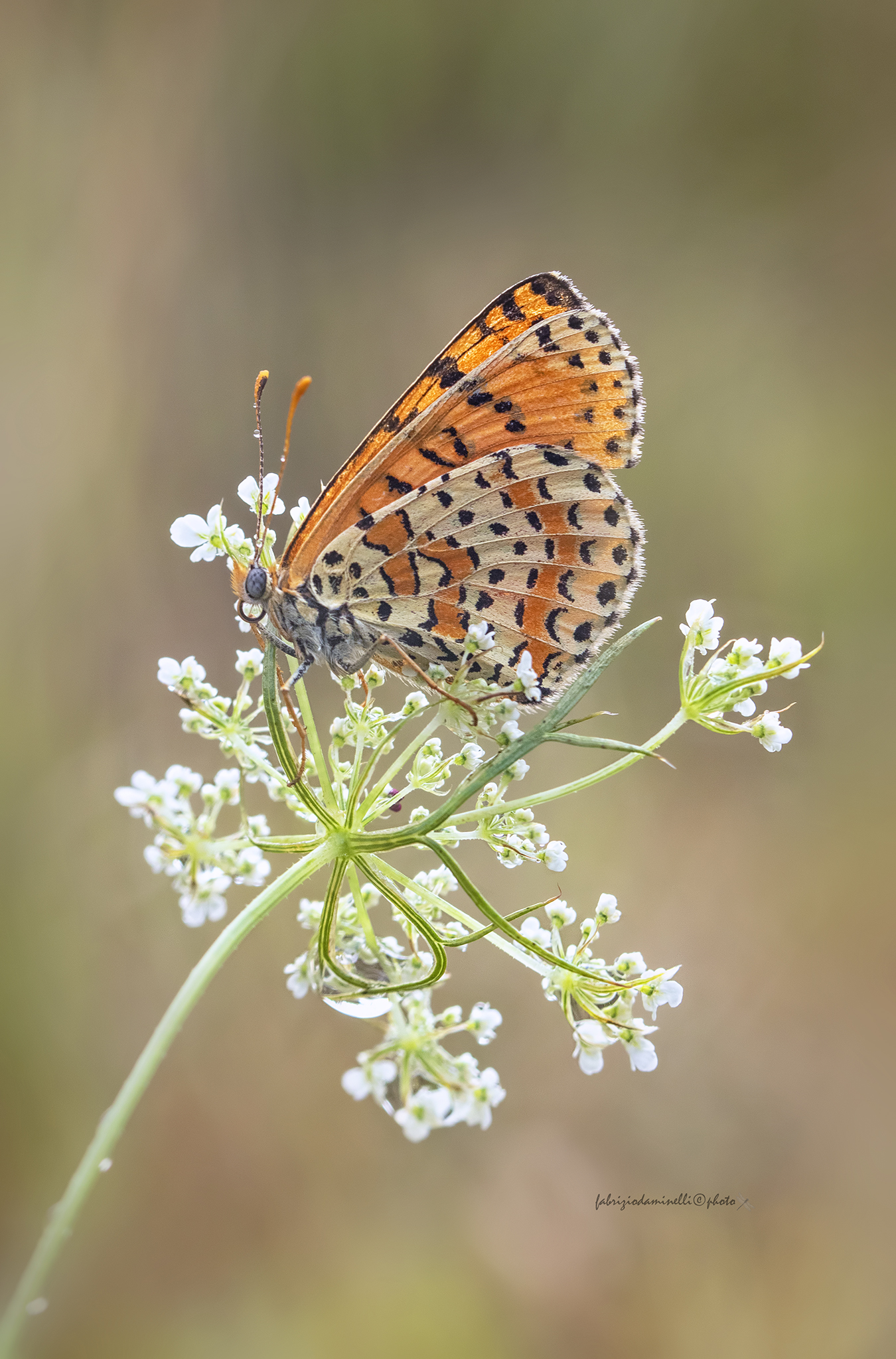 Melitaea didyma - Esper 1778