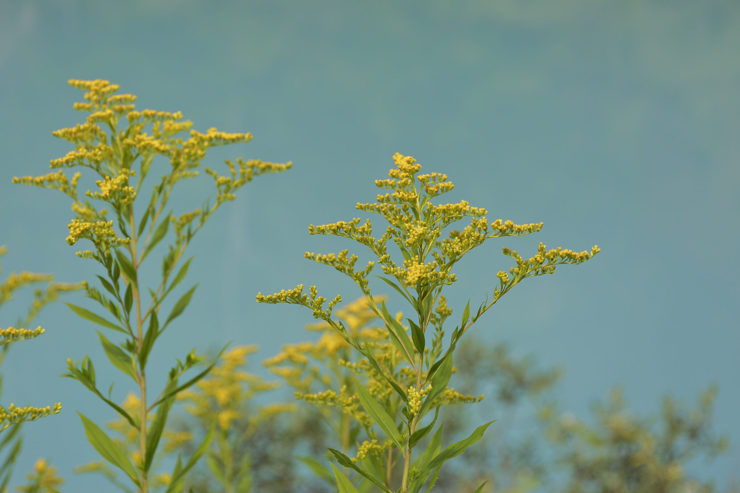 Canada's Golden Verga