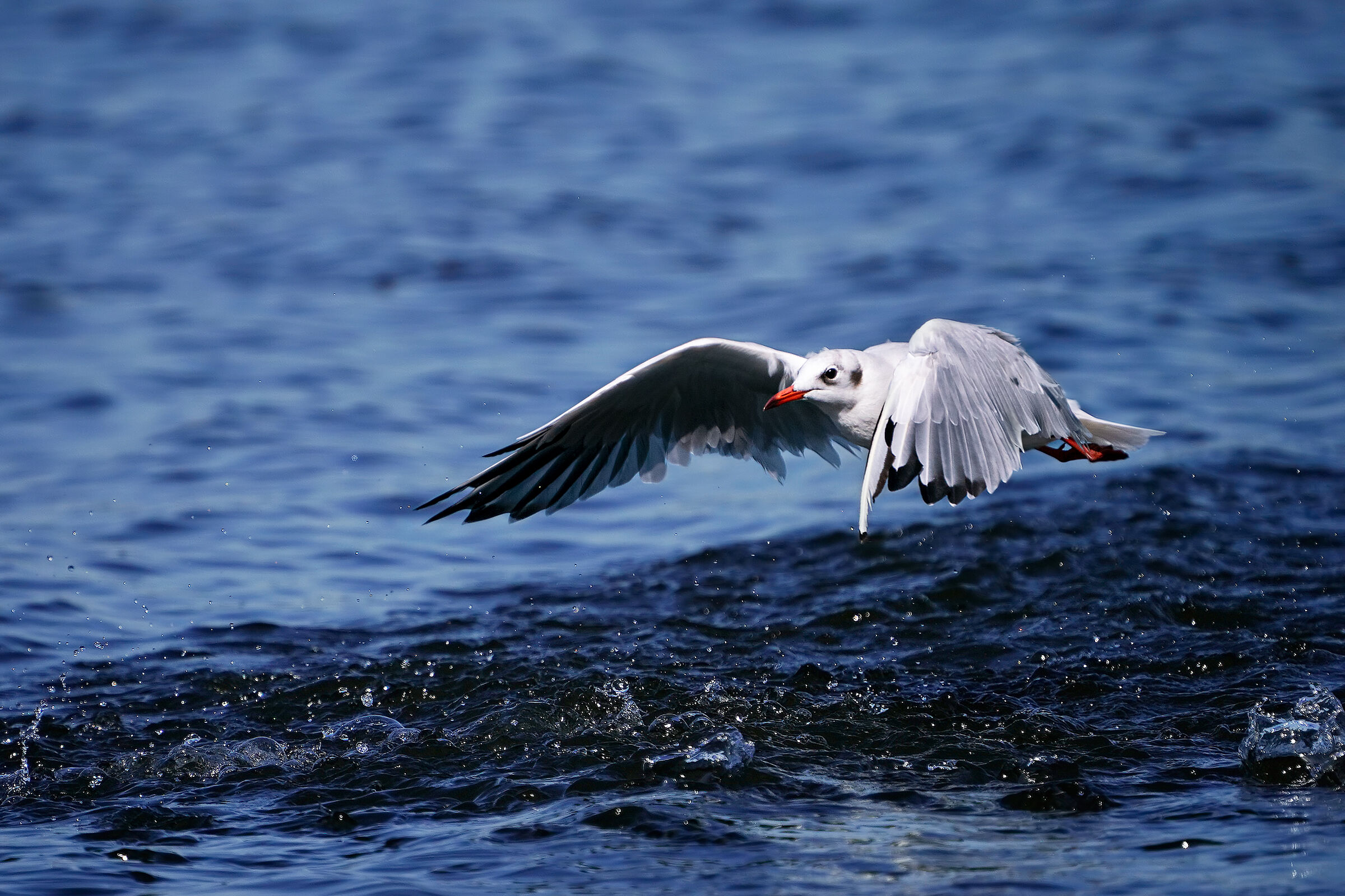 Common seagull fishing