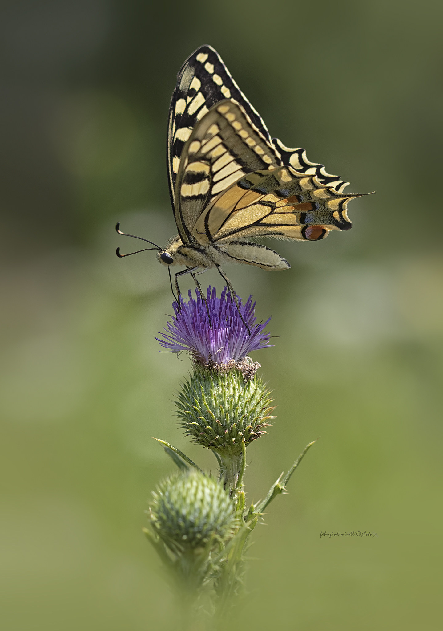 Papilio machaon - Linnaeus 1758