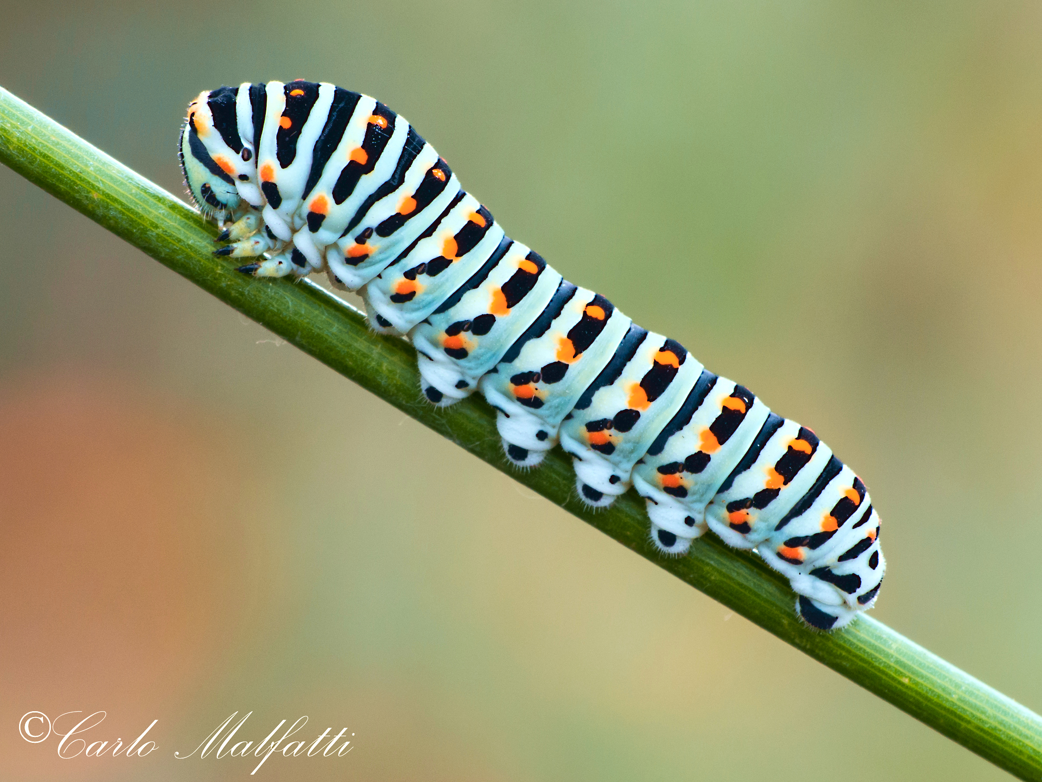 macaone caterpillar