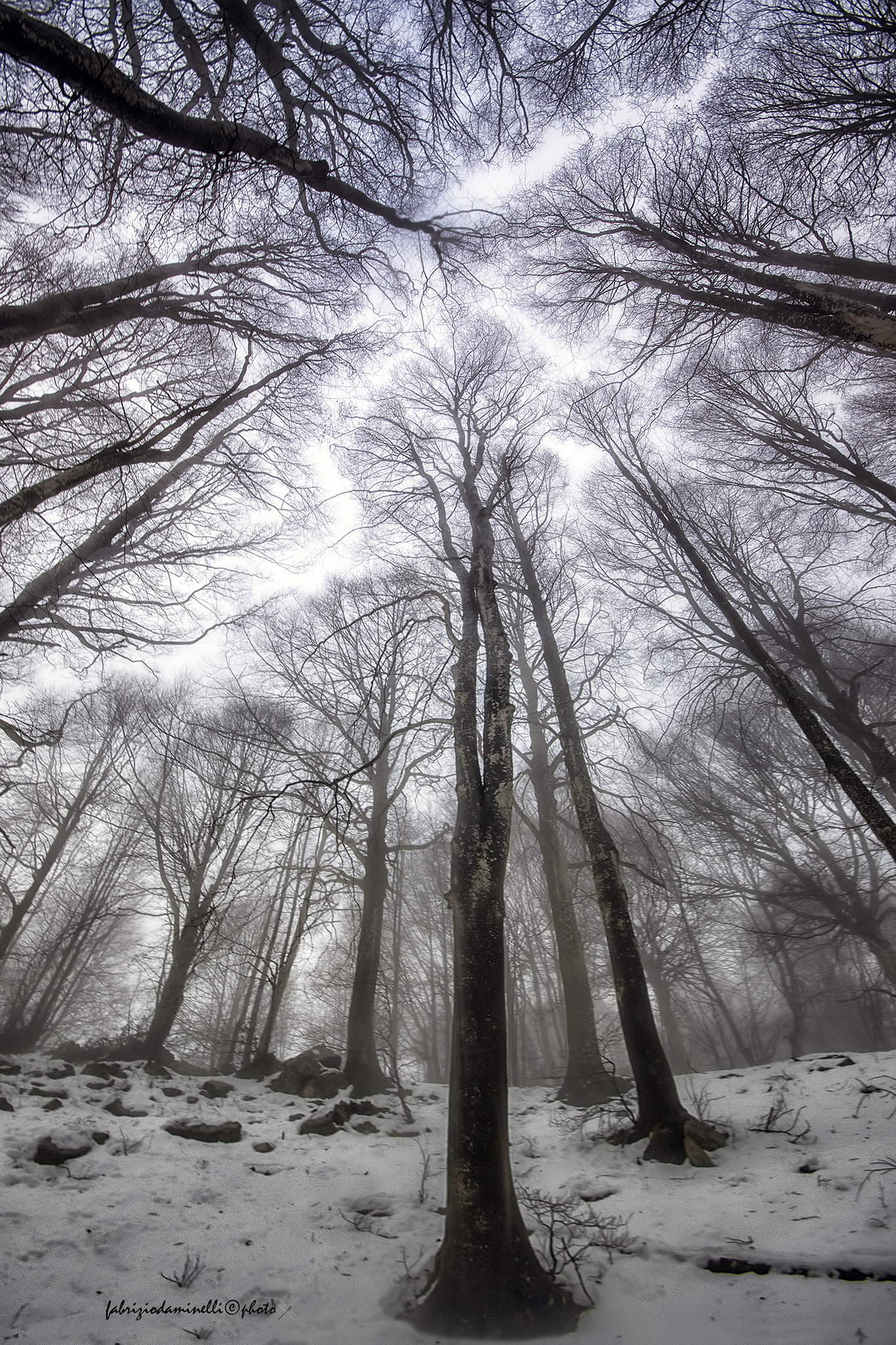 mystical forest