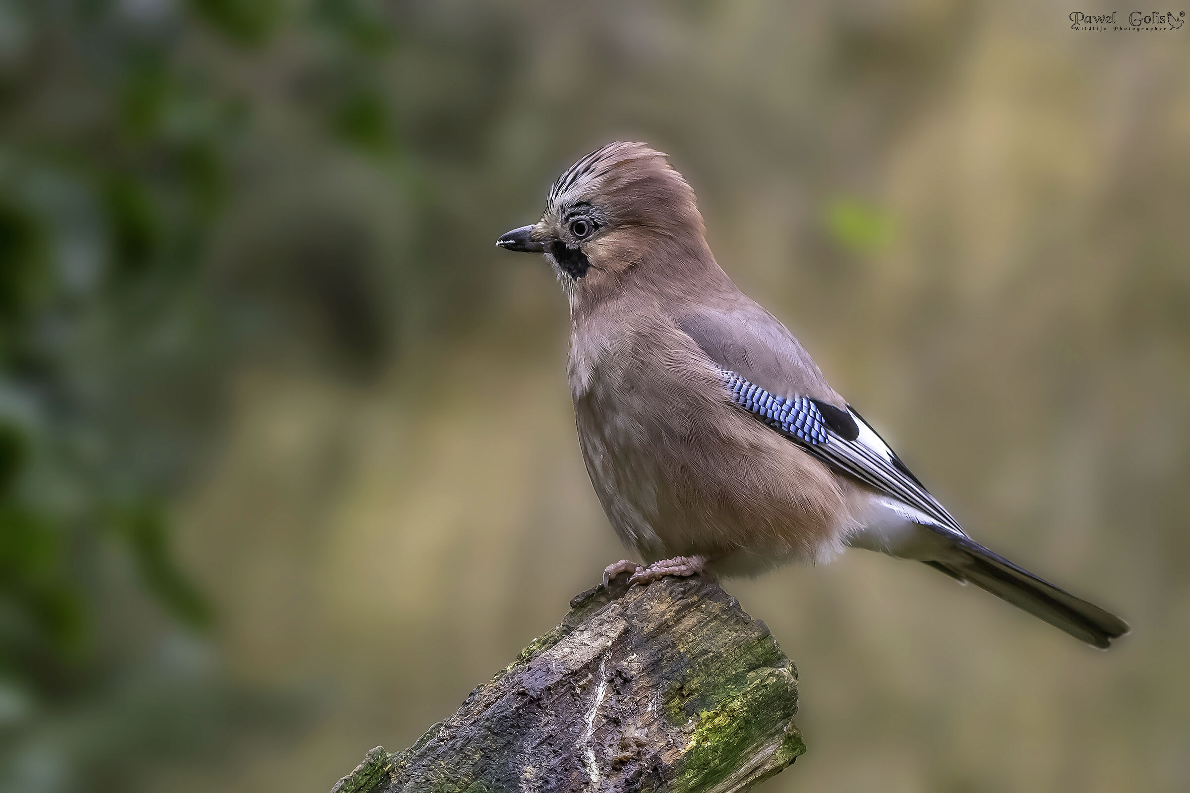 Ghiandaia eurasiatica (Garrulus glandarius)