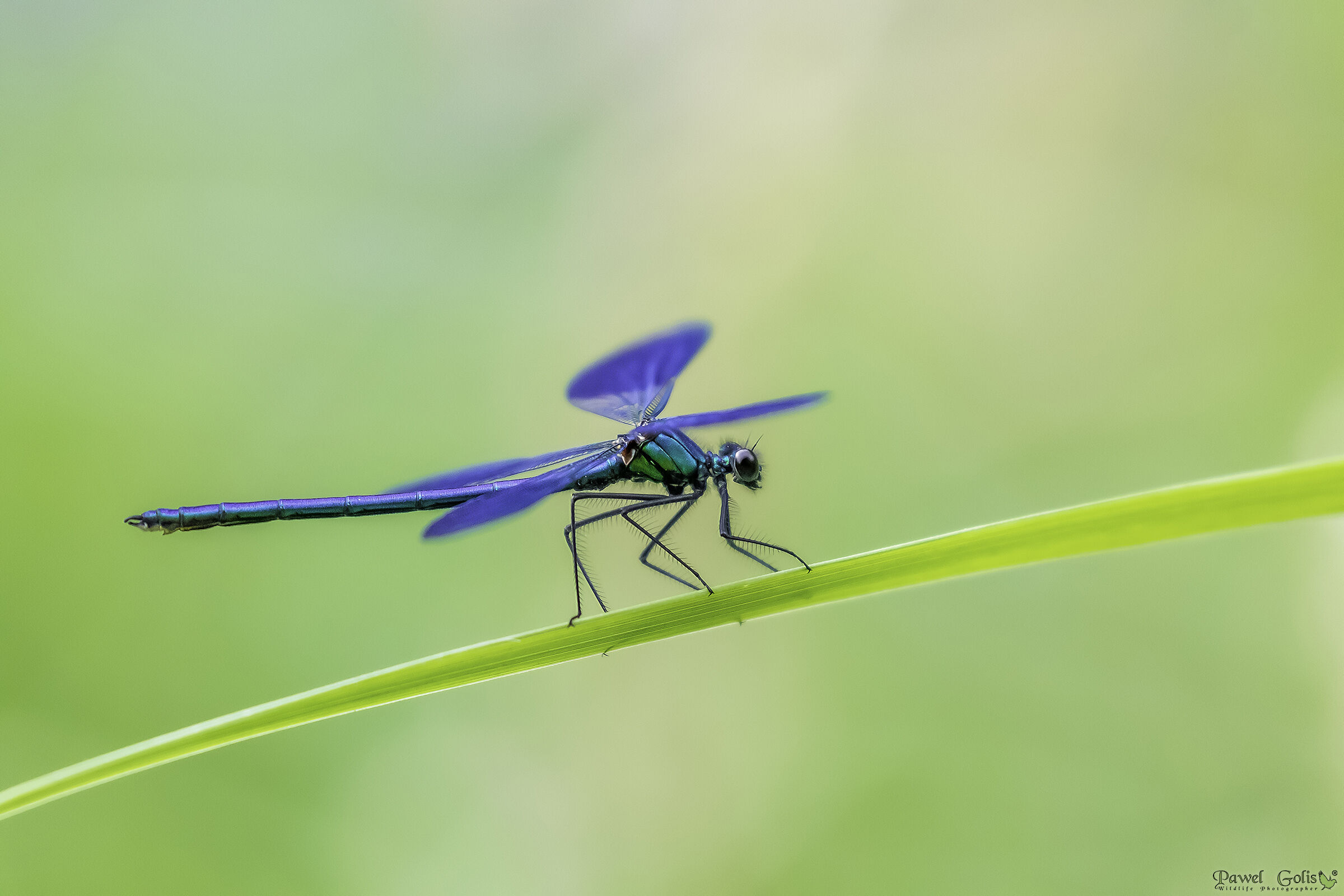 Bella demoiselle (Calopteryx virgo)