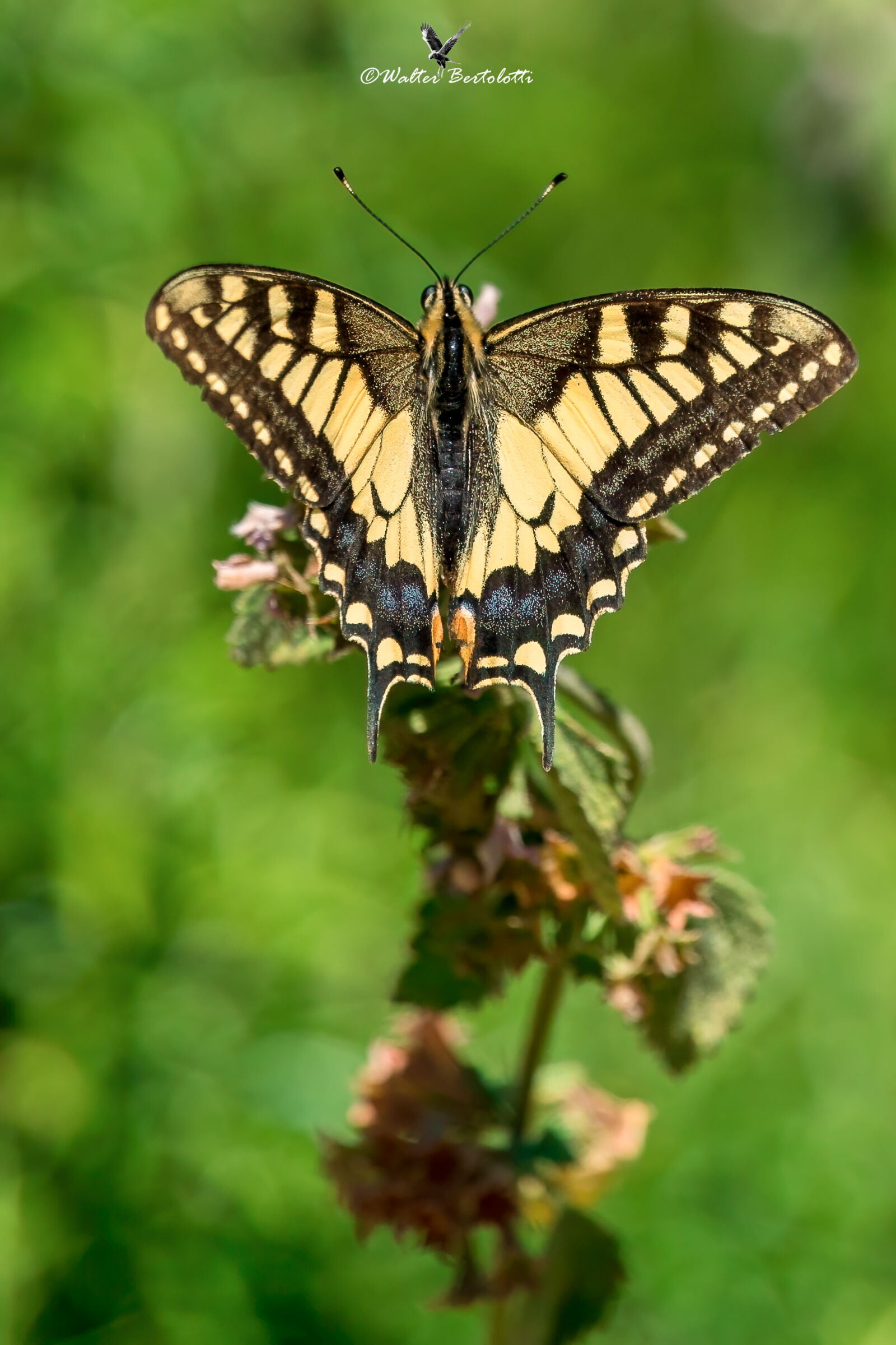 Swallowtail