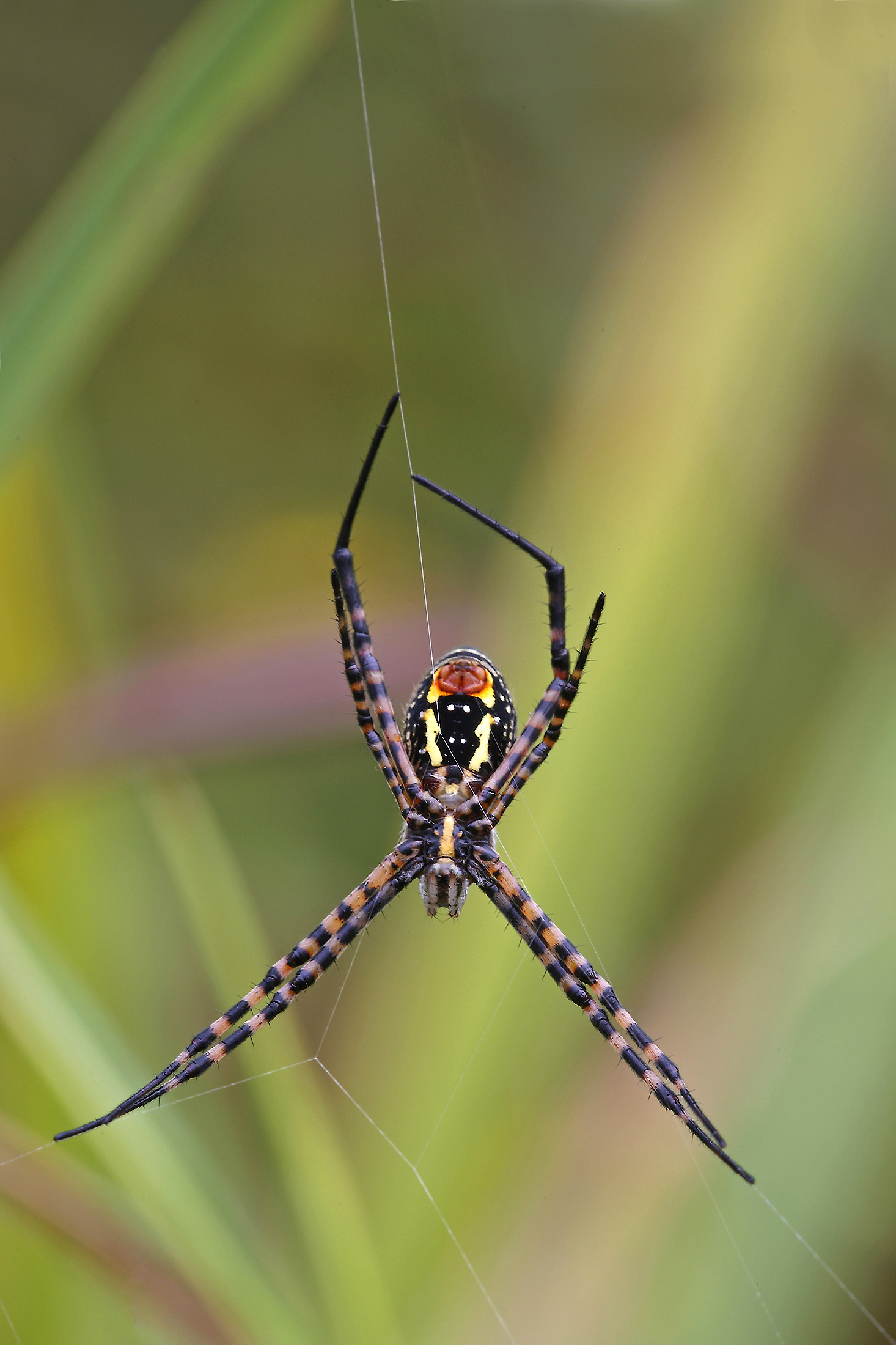 Il Suonatore D'Arpa    !