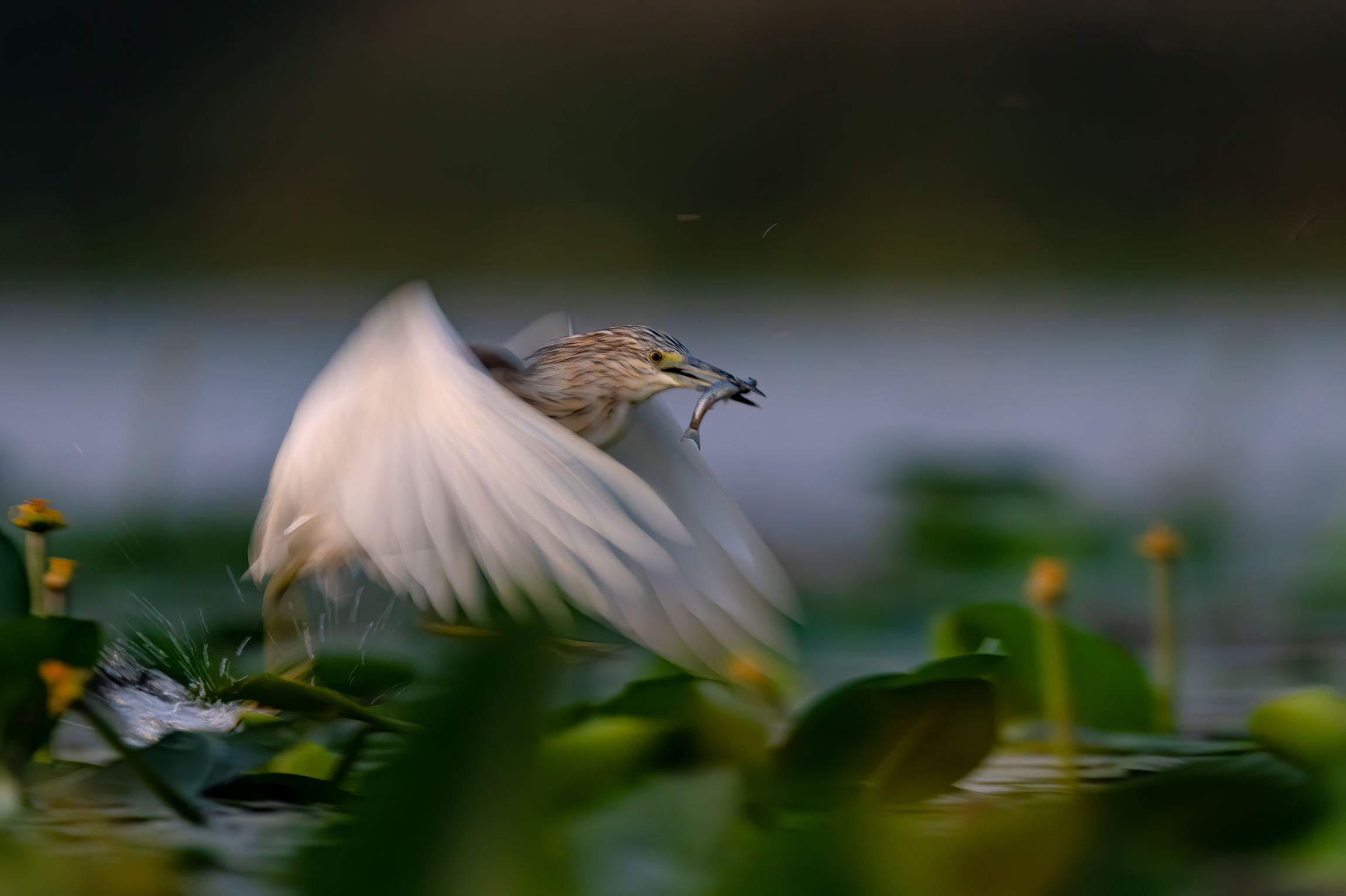 Pescata prima dell'alba