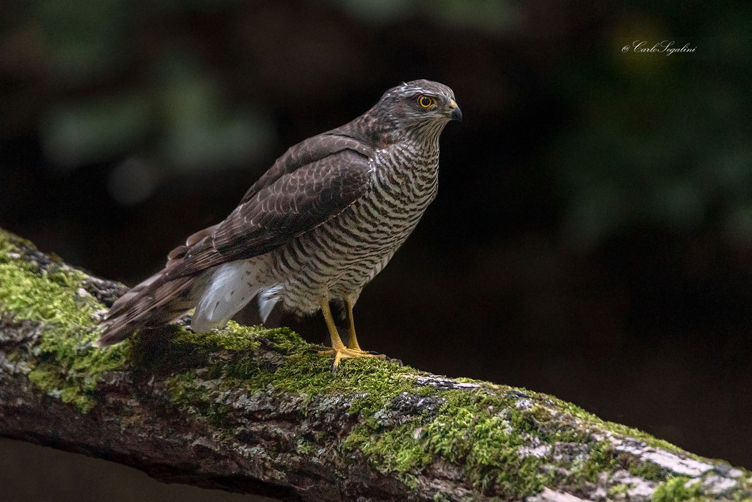 Accipiter(femmina di sparviere)