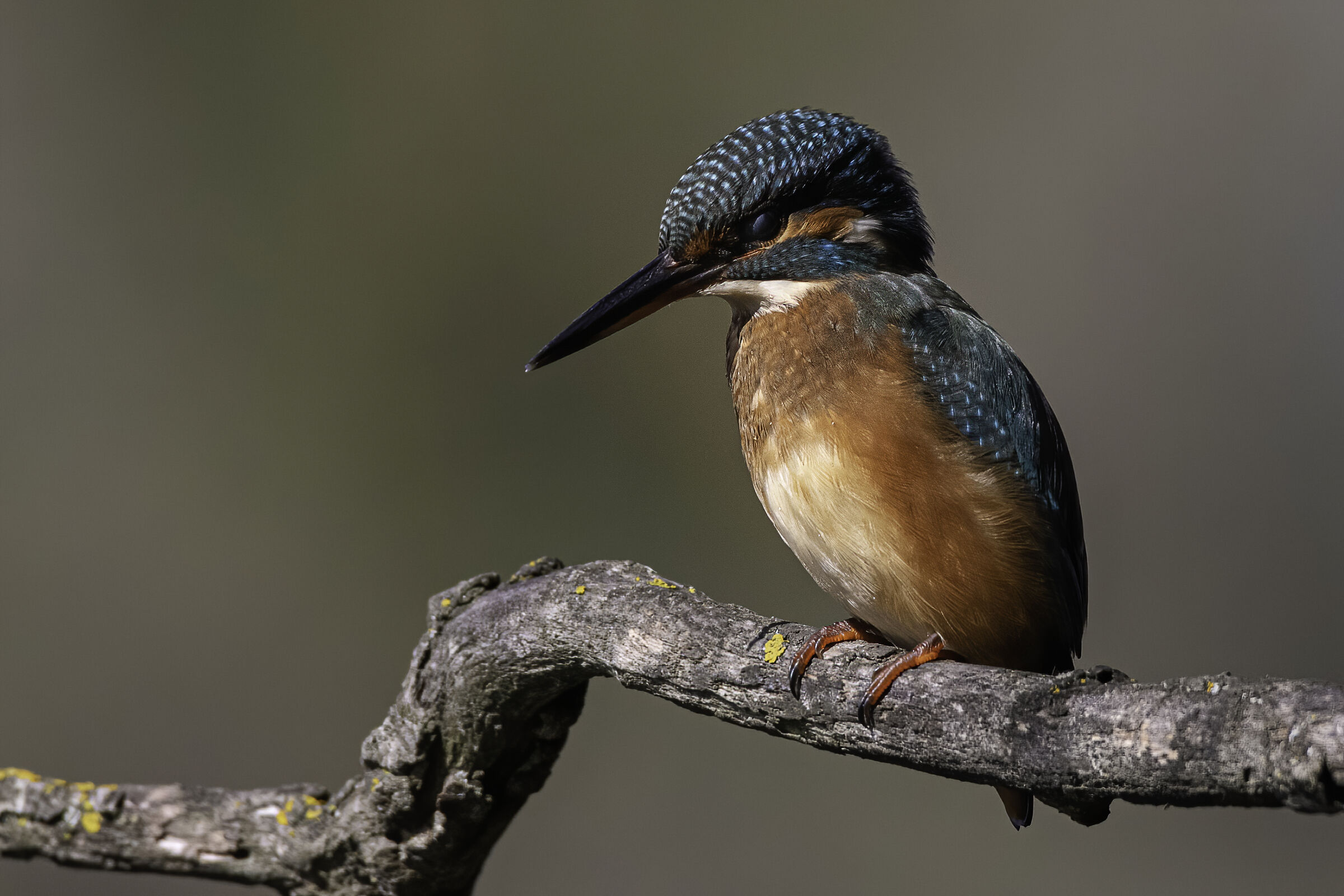 In compagnia della Regina