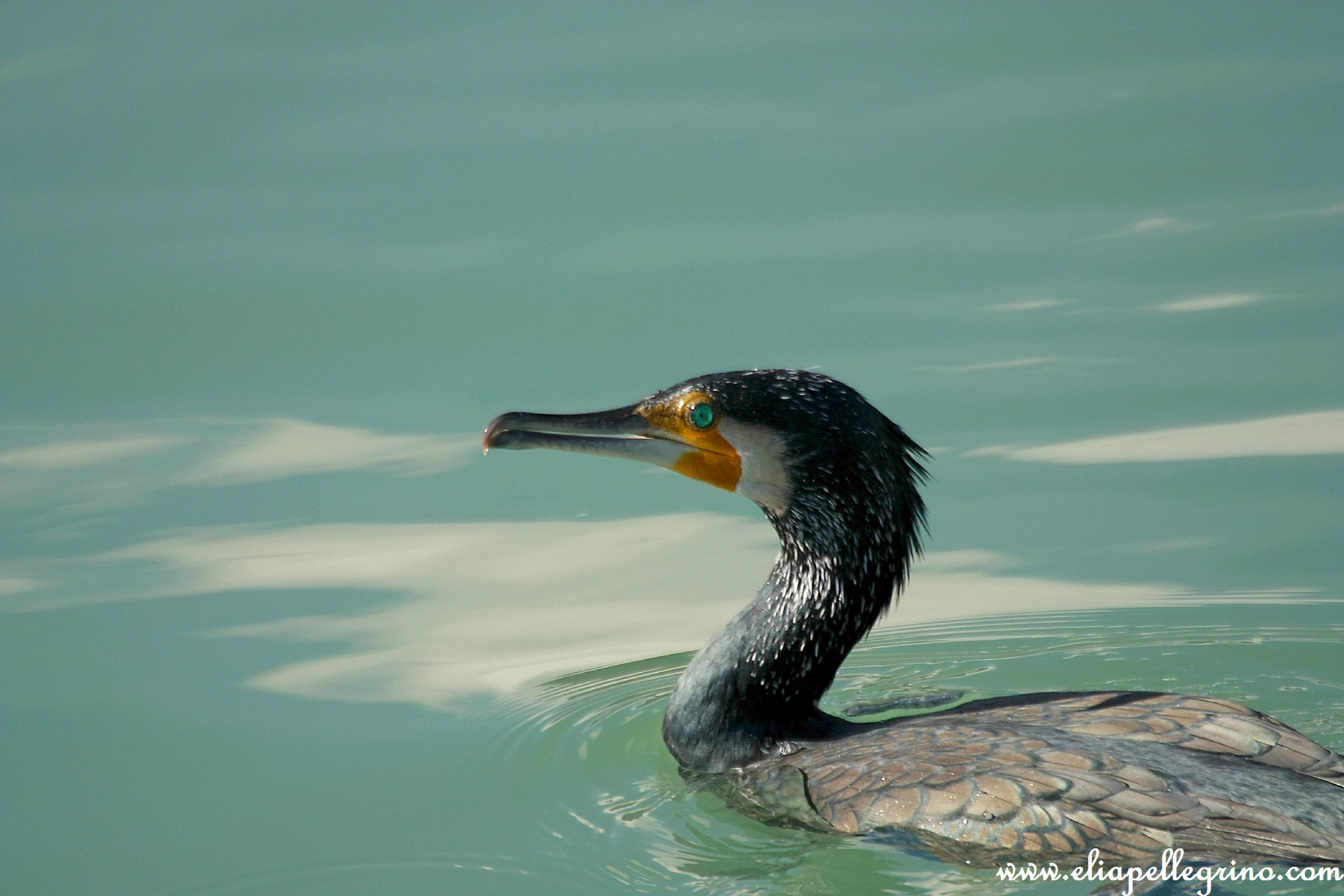 ritratto di un cormorano